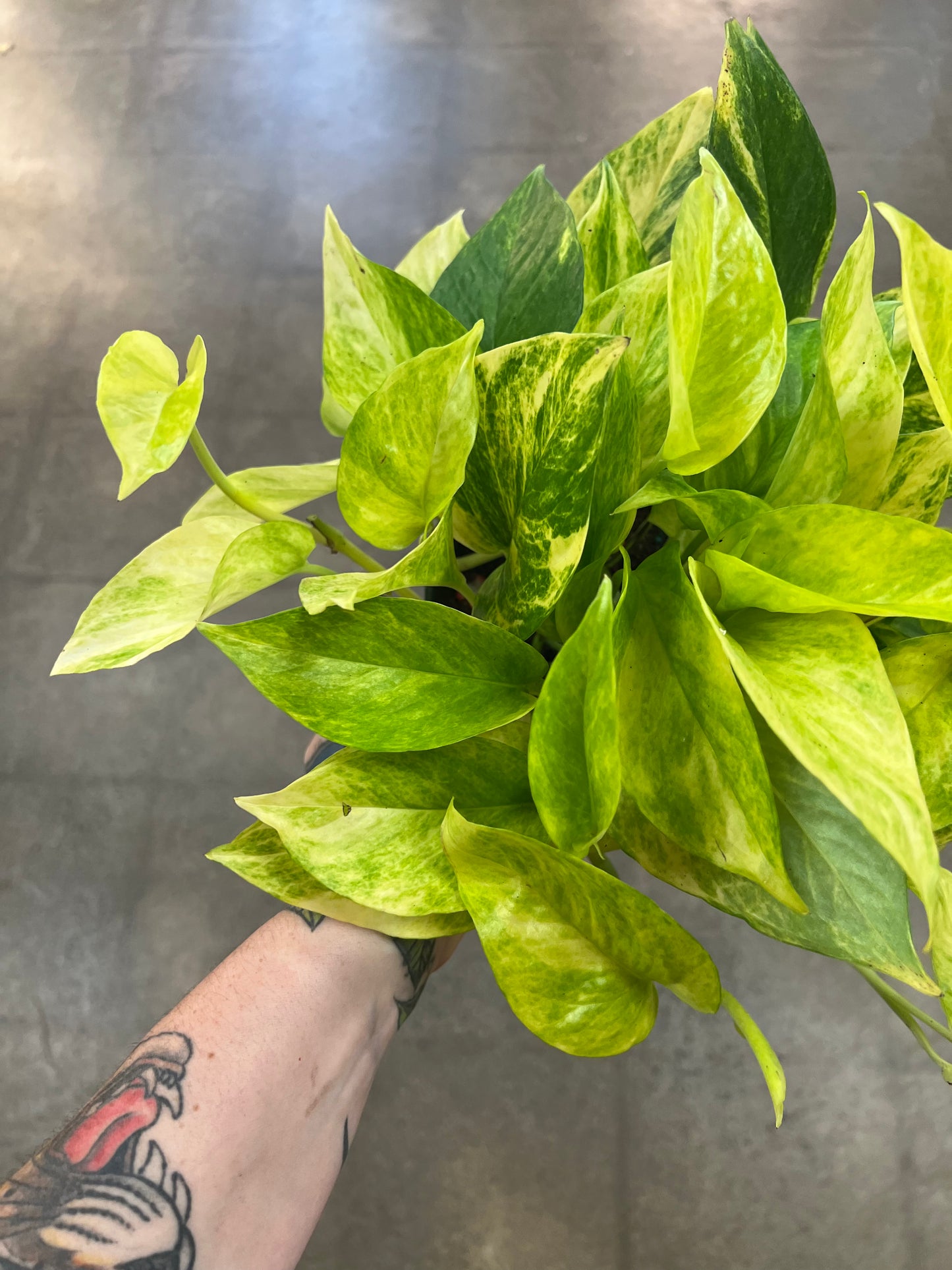 Pothos Néon Queen