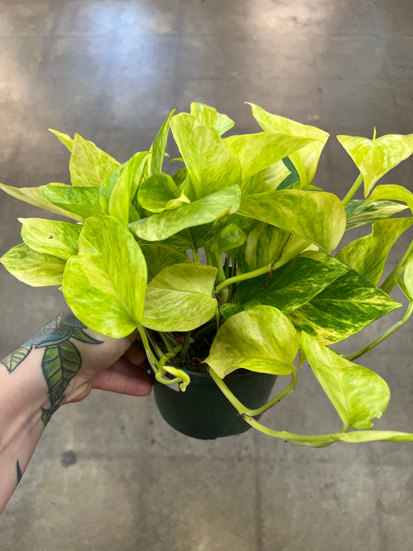 Pothos Néon Queen