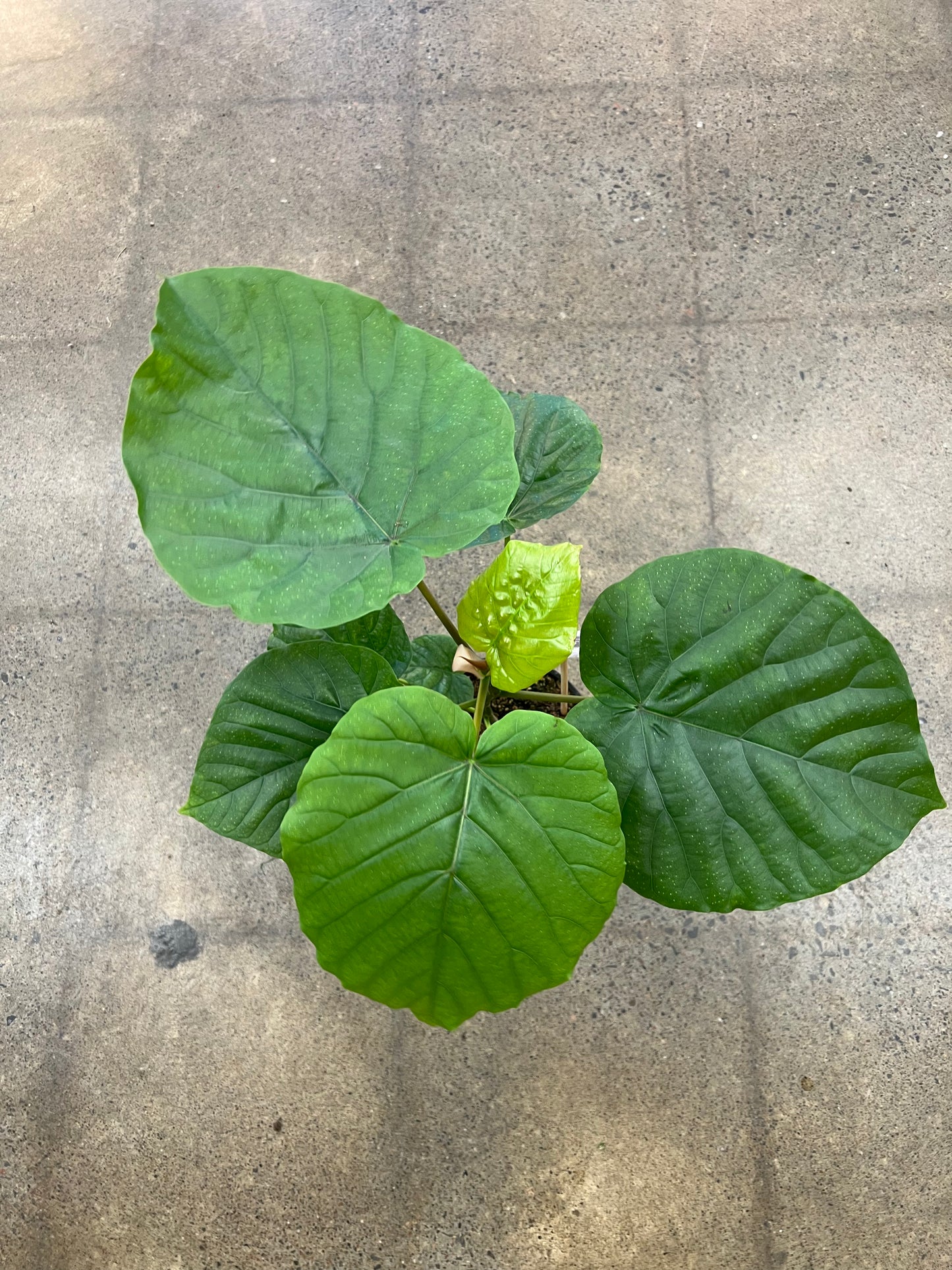 Ficus Umbrella