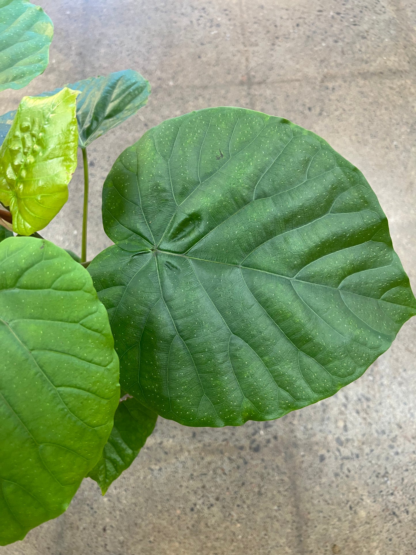 Ficus Umbrella