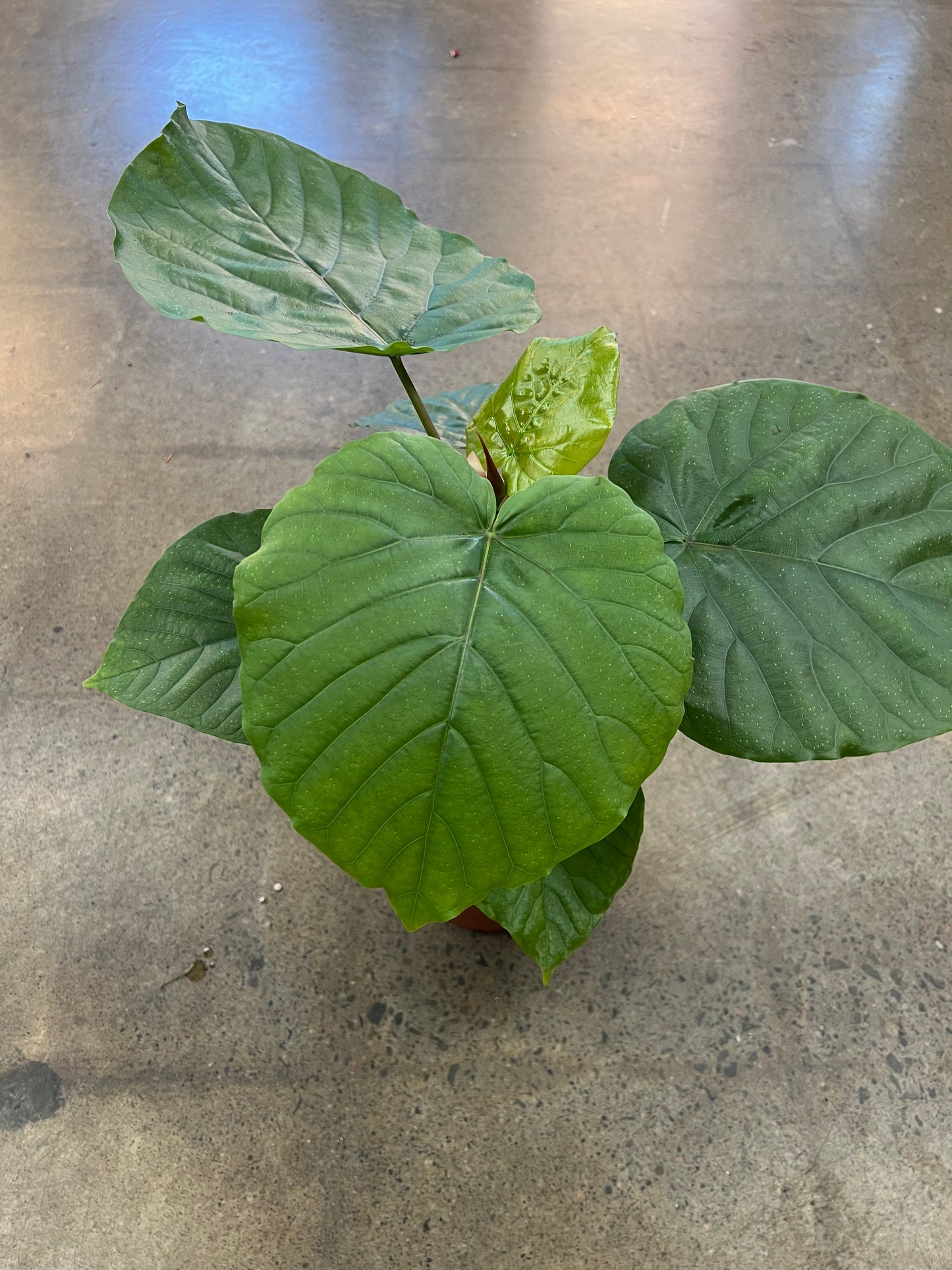 Ficus Umbrella