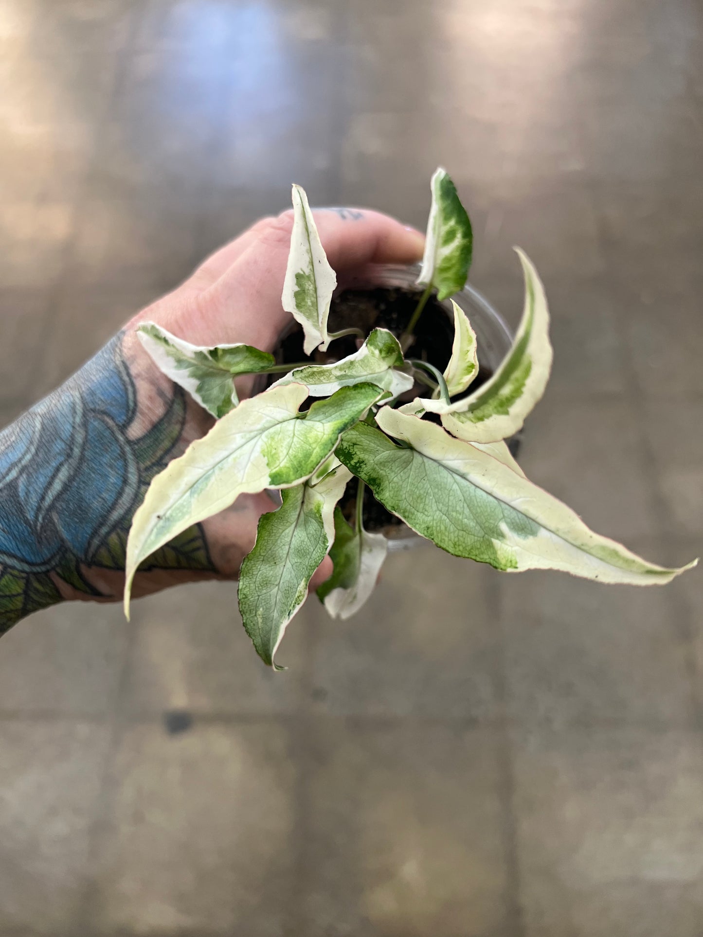 Syngonium Starlite