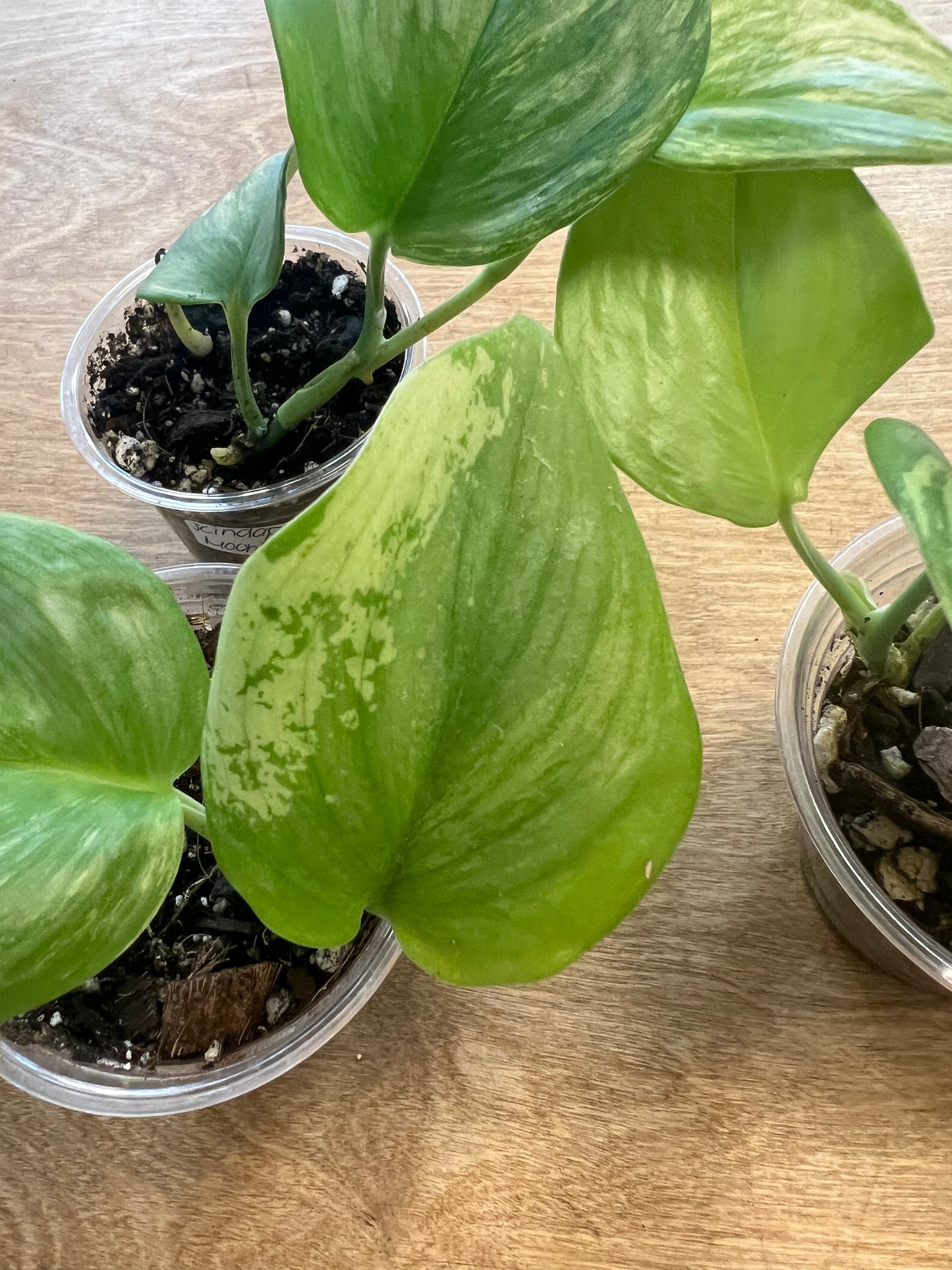 Scindapsus Moonlight Albo
