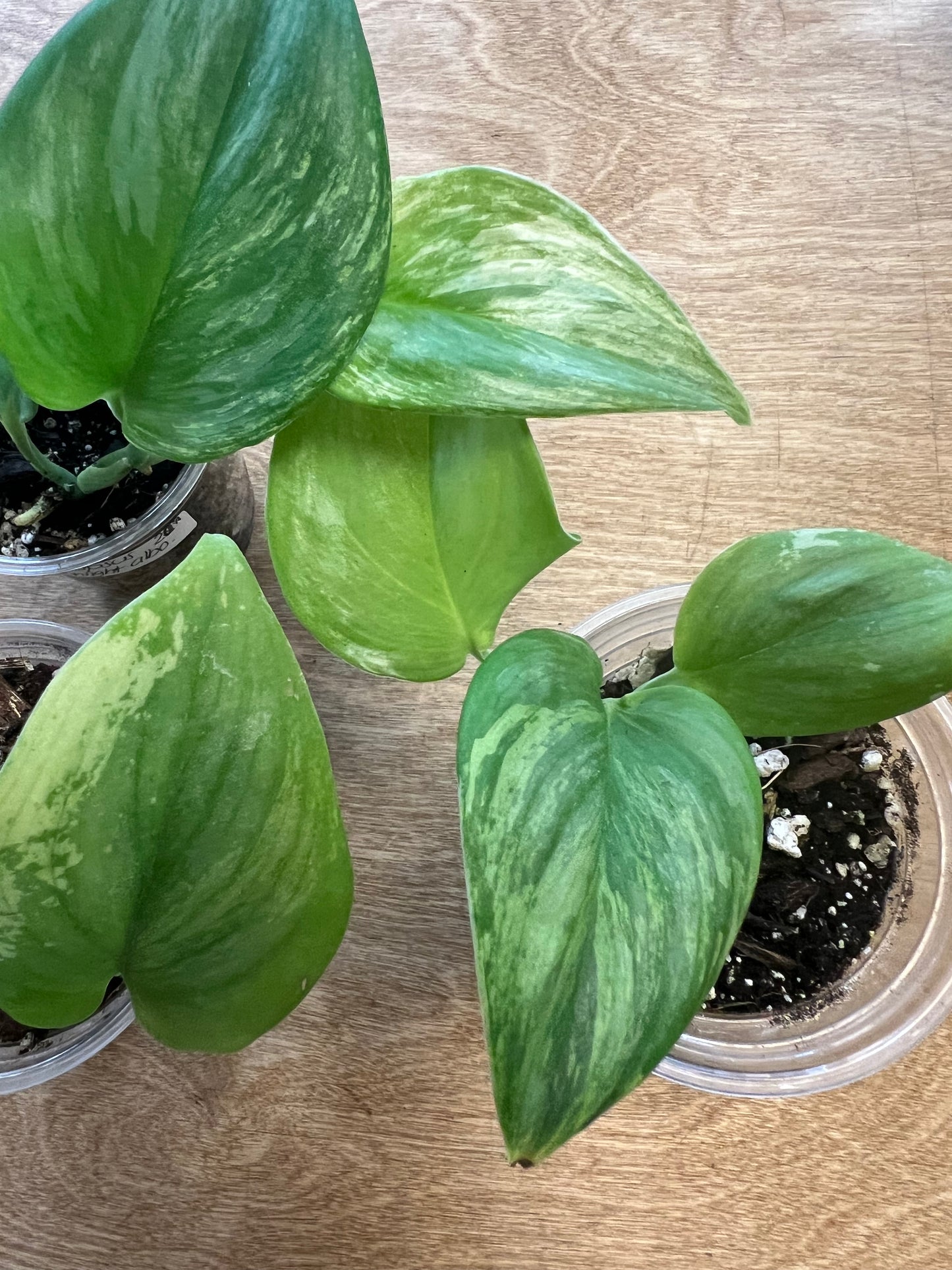 Scindapsus Moonlight Albo