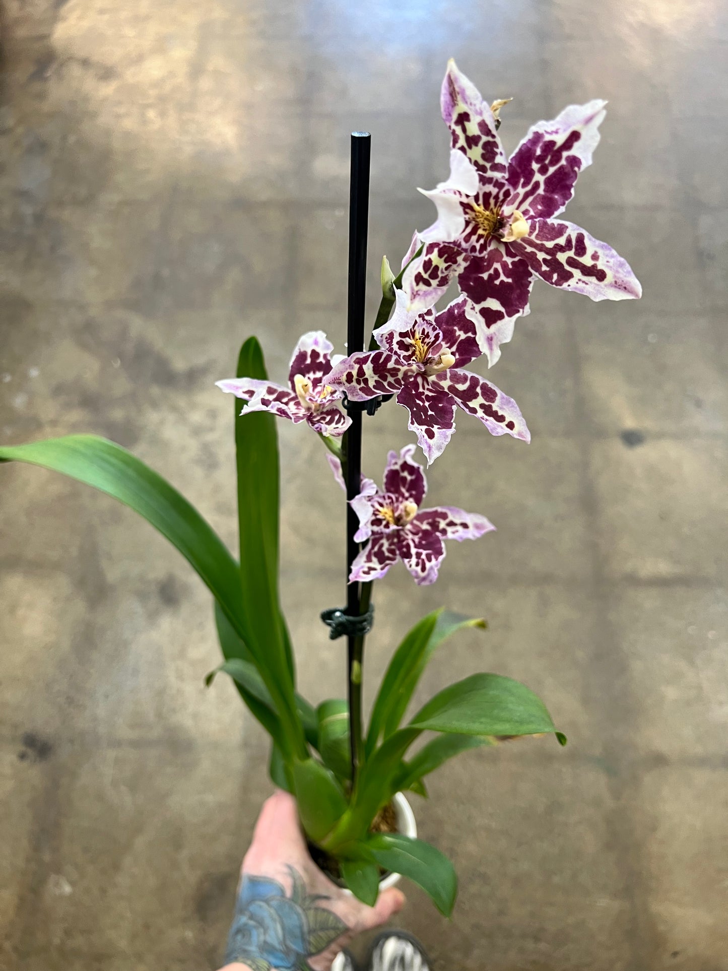 Oncidium orchid
