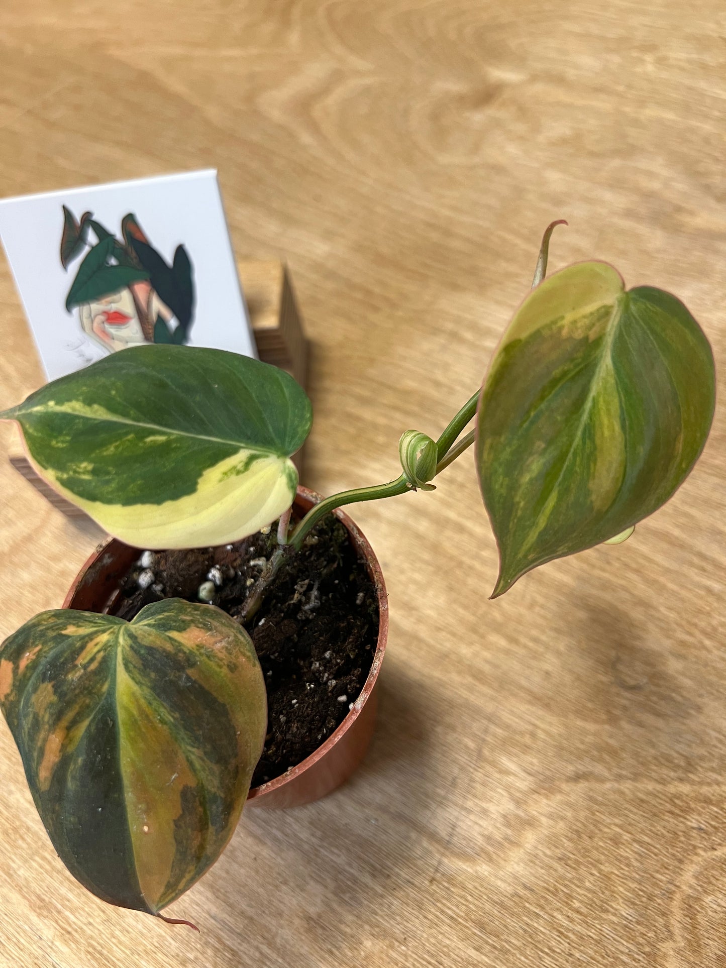 Philodendron Mican Variegata #5 TOP