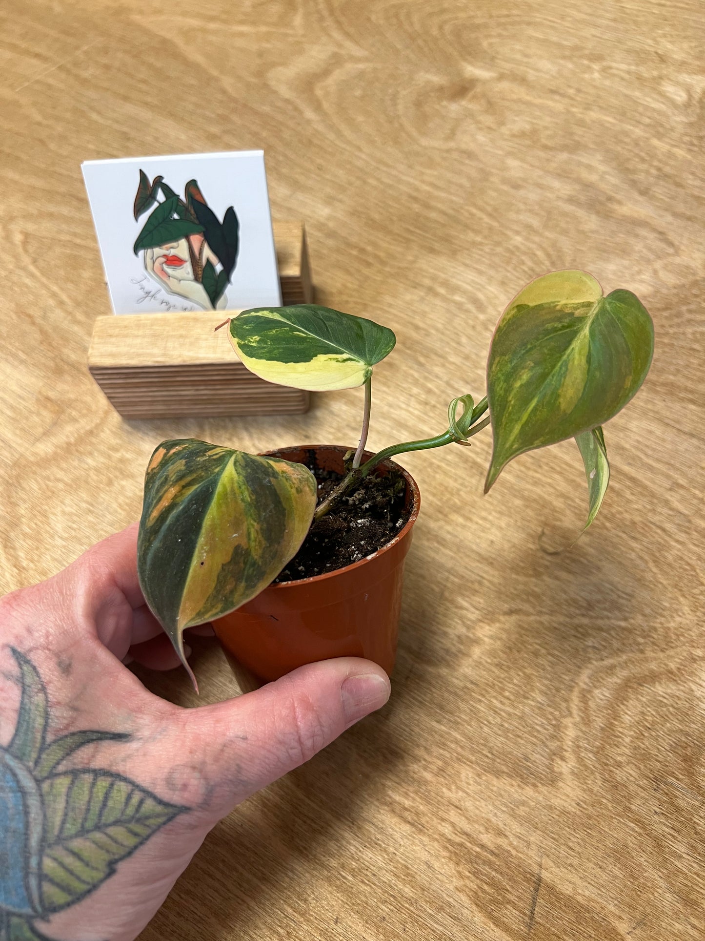 Philodendron Mican Variegata #5 TOP