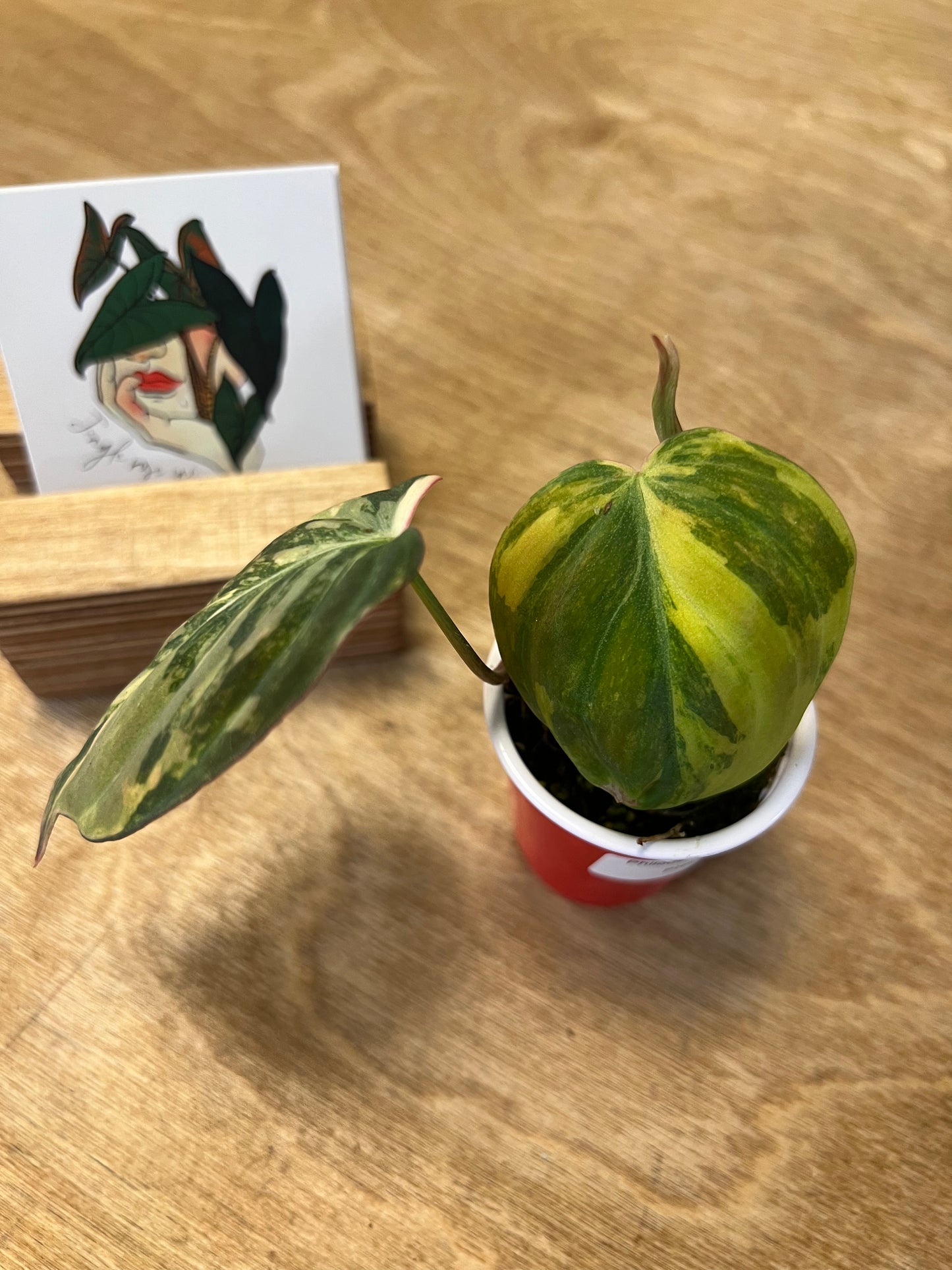 Philodendron Mican Variegata #3