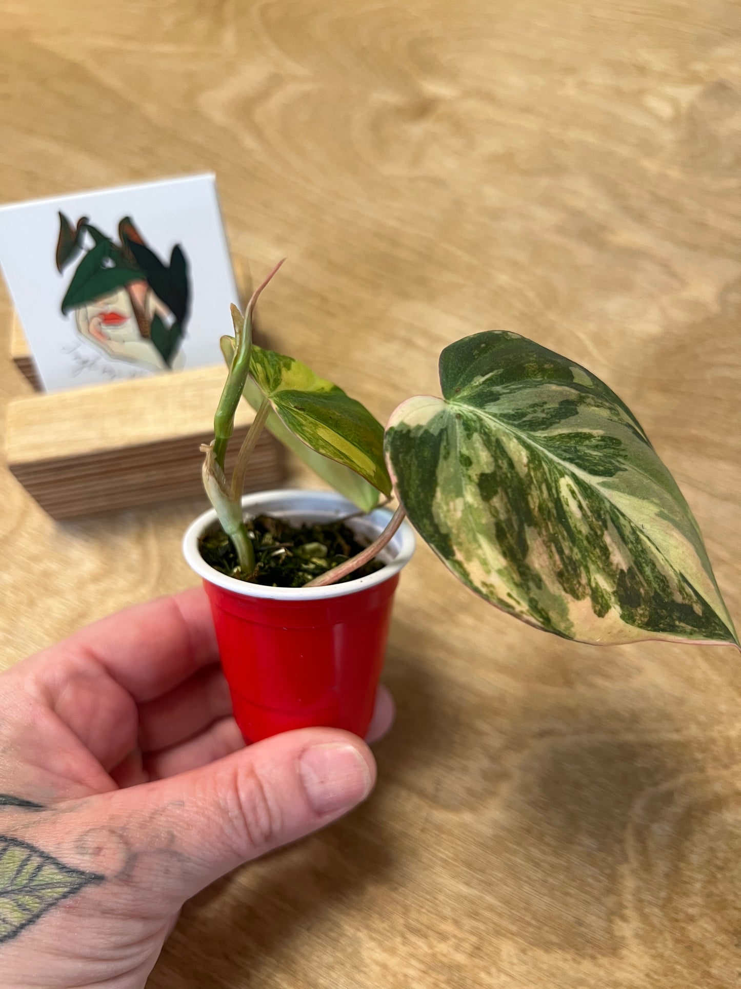 Philodendron Mican Variegata #3