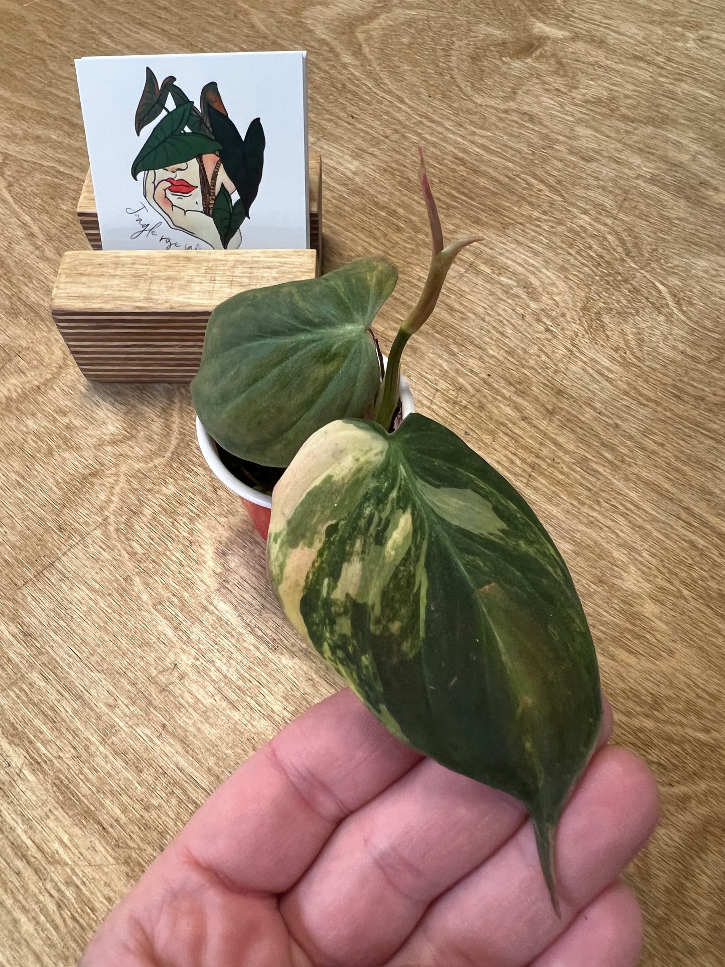 Philodendron Mican Variegata #4