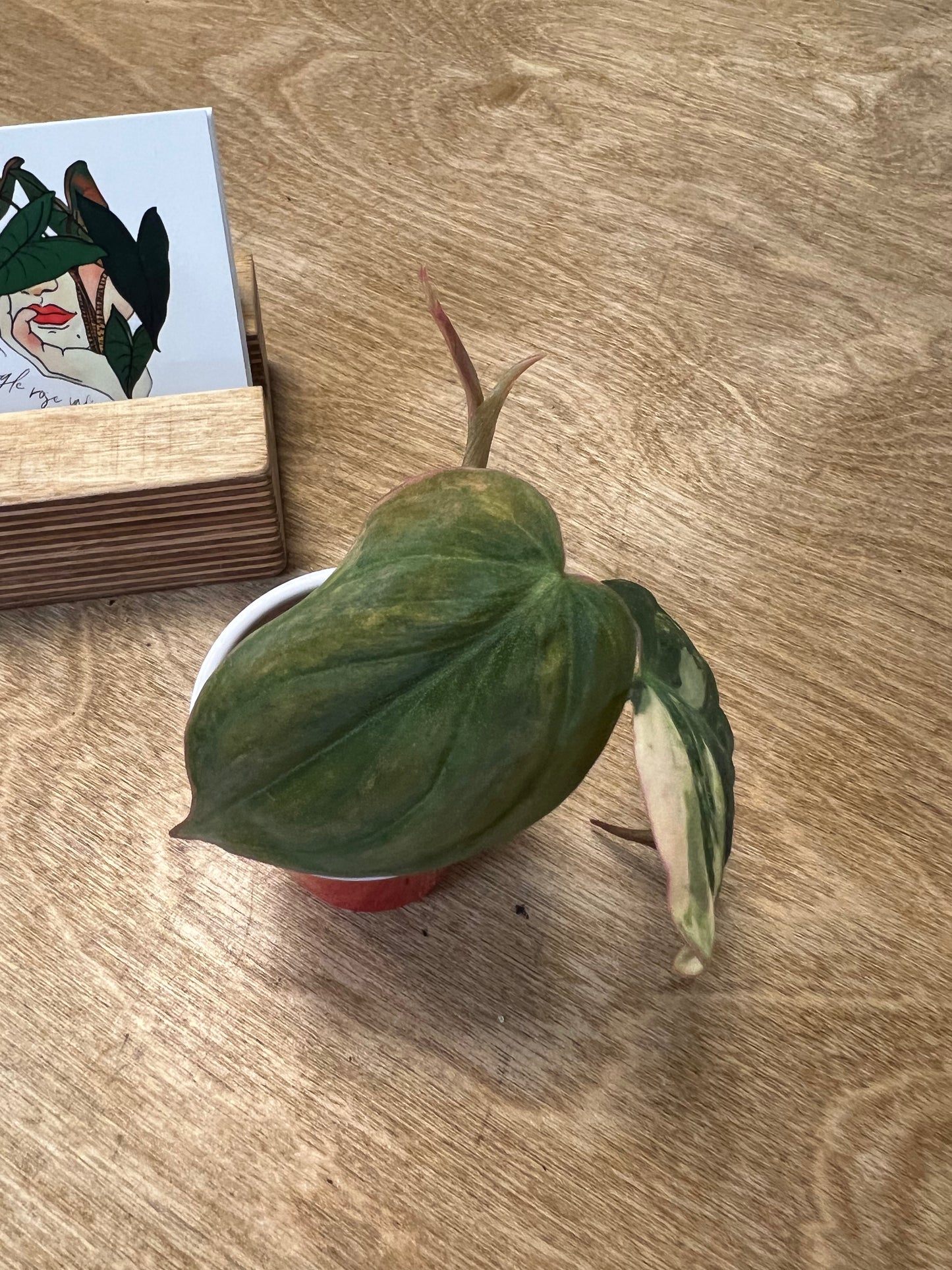 Philodendron Mican Variegata #4