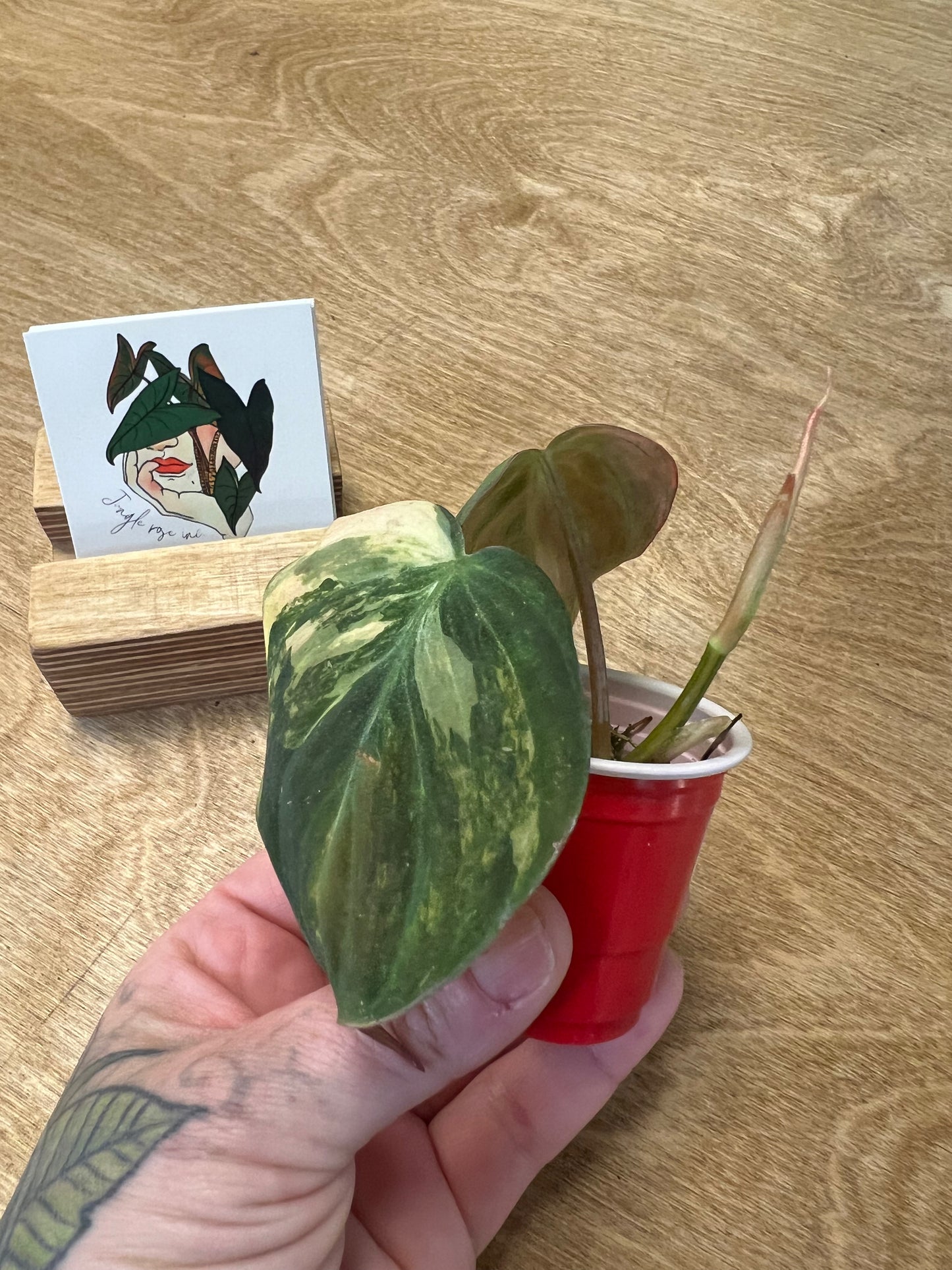 Philodendron Mican Variegata #4