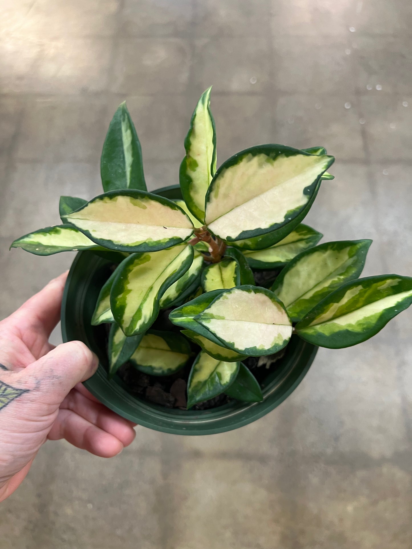 Hoya Carnosa Tricolor