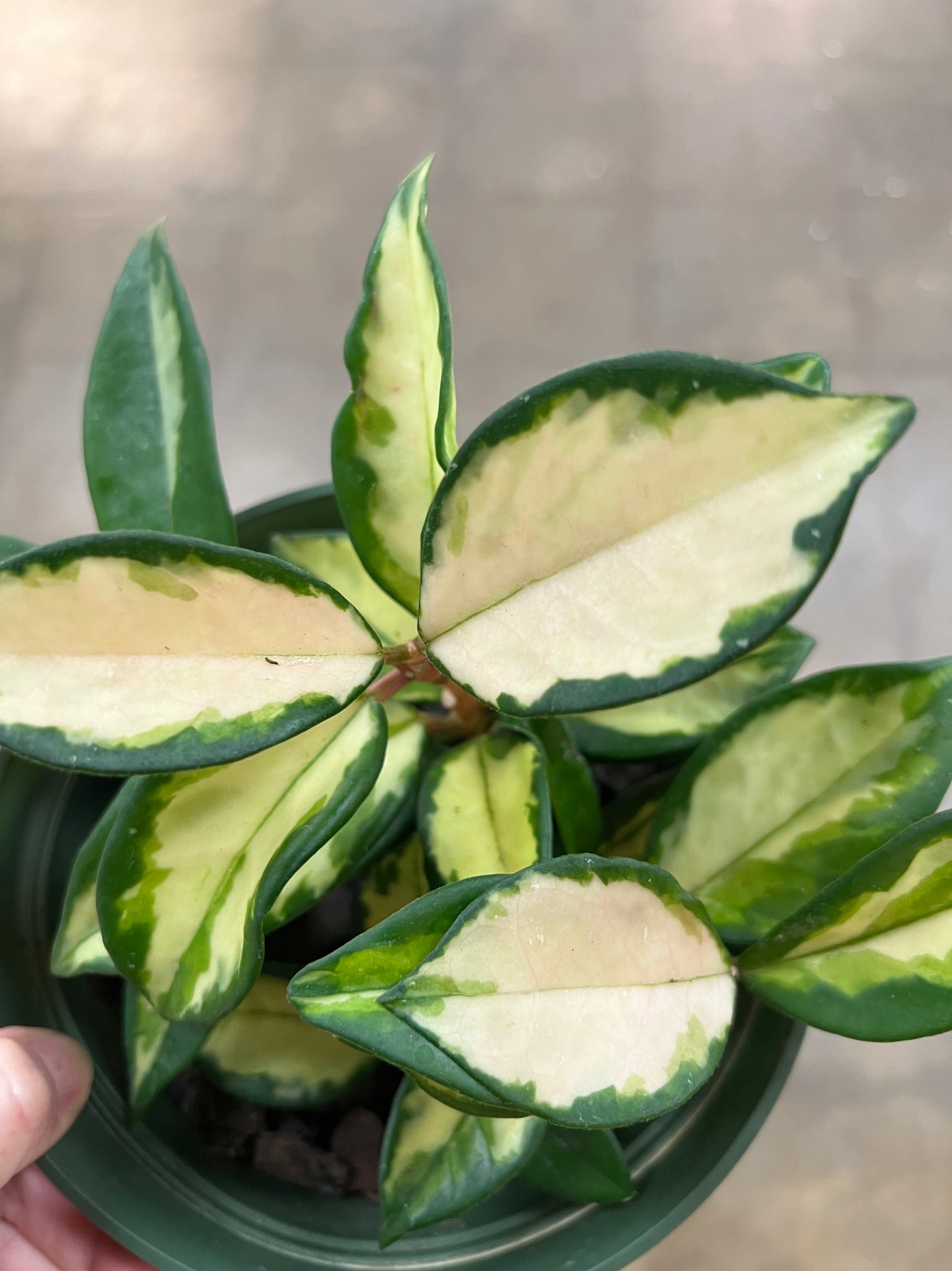 Hoya Carnosa Tricolor