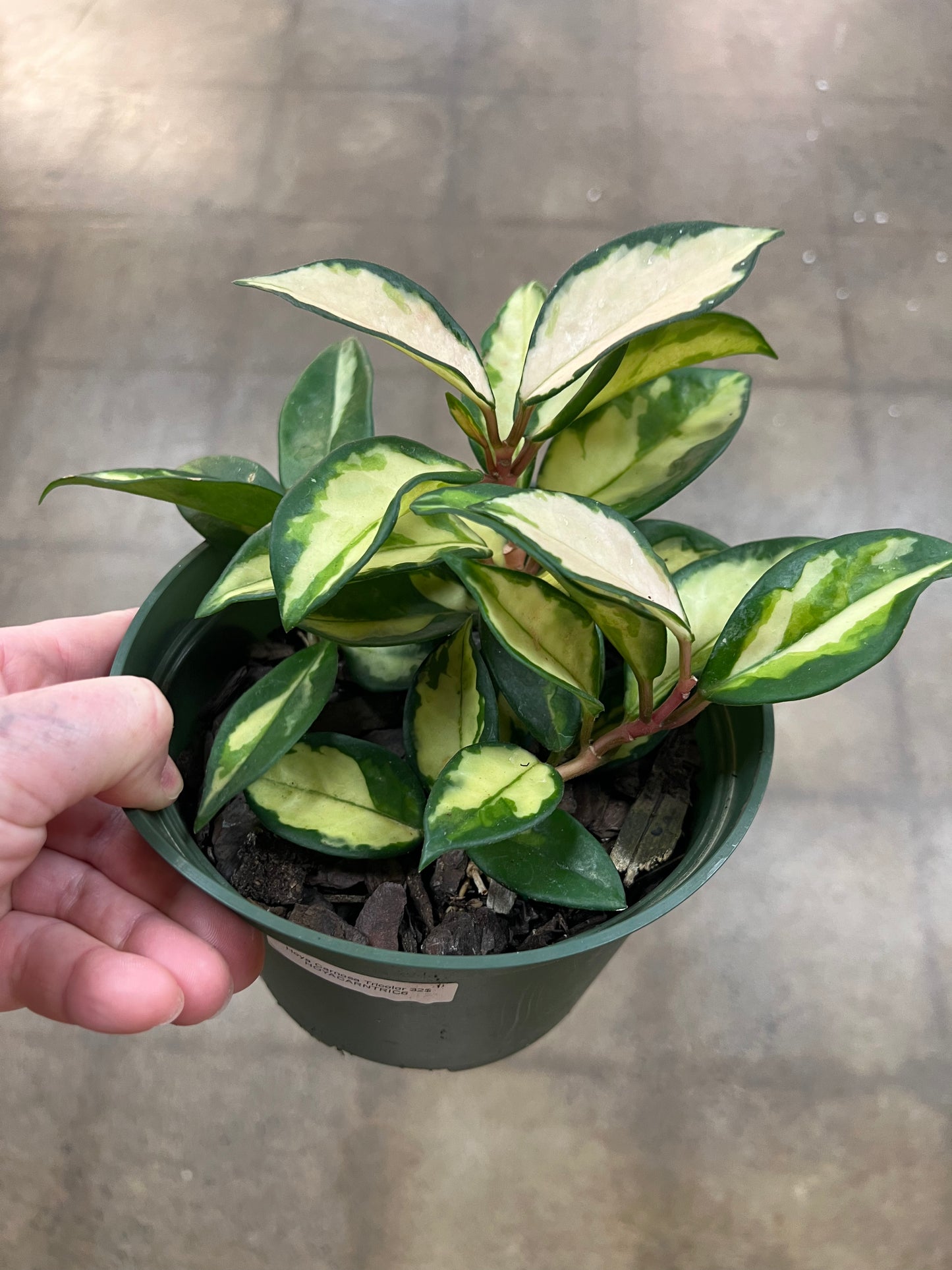 Hoya Carnosa Tricolor