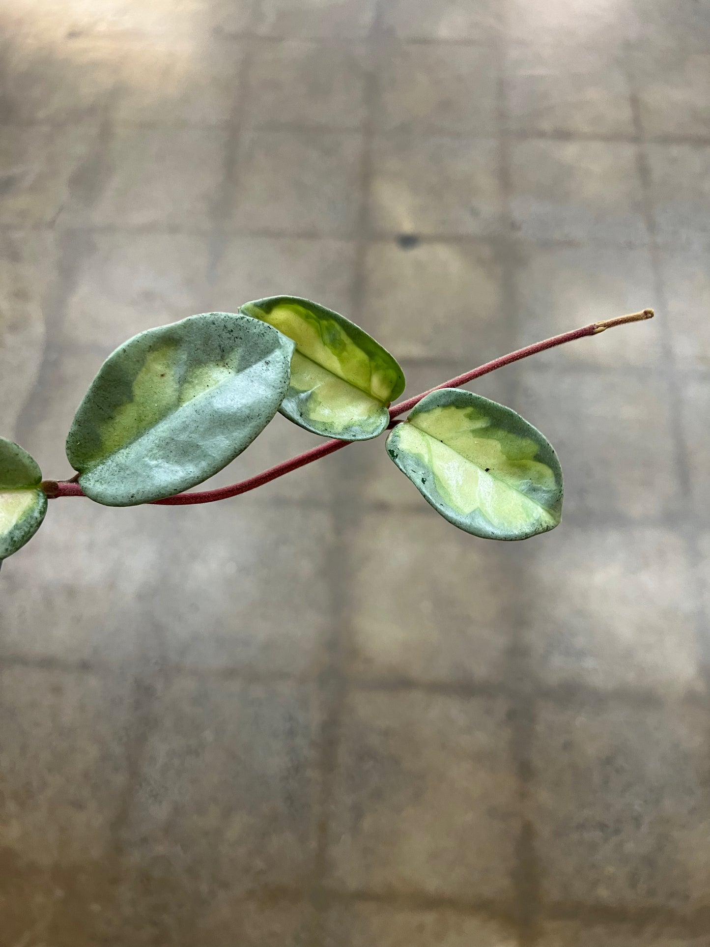 Hoya Argentea Princess