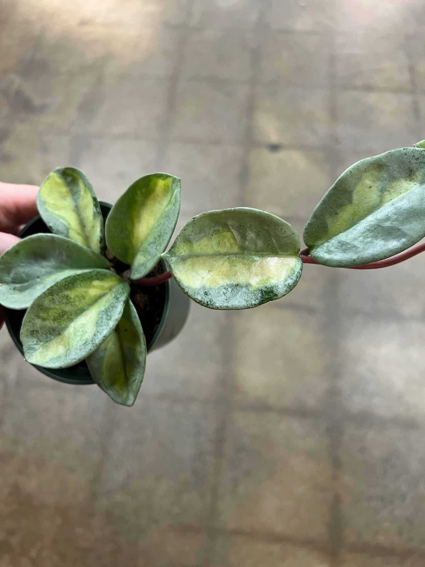 Hoya Argentea Princess