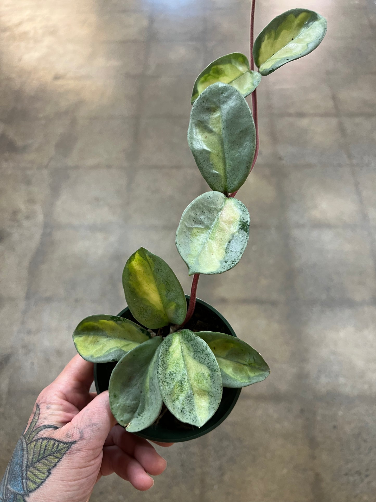 Hoya Argentea Princess