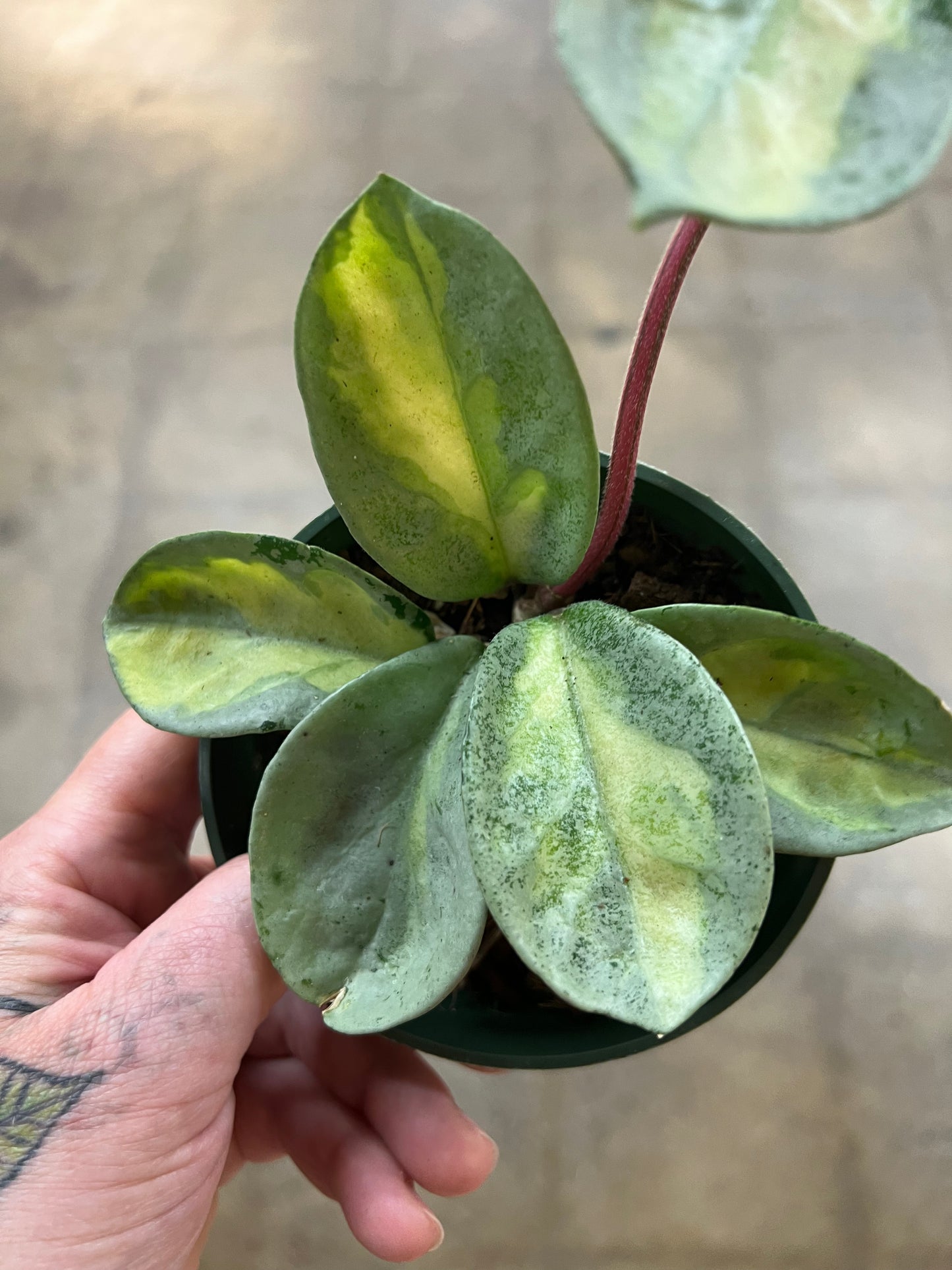 Hoya Argentea Princess