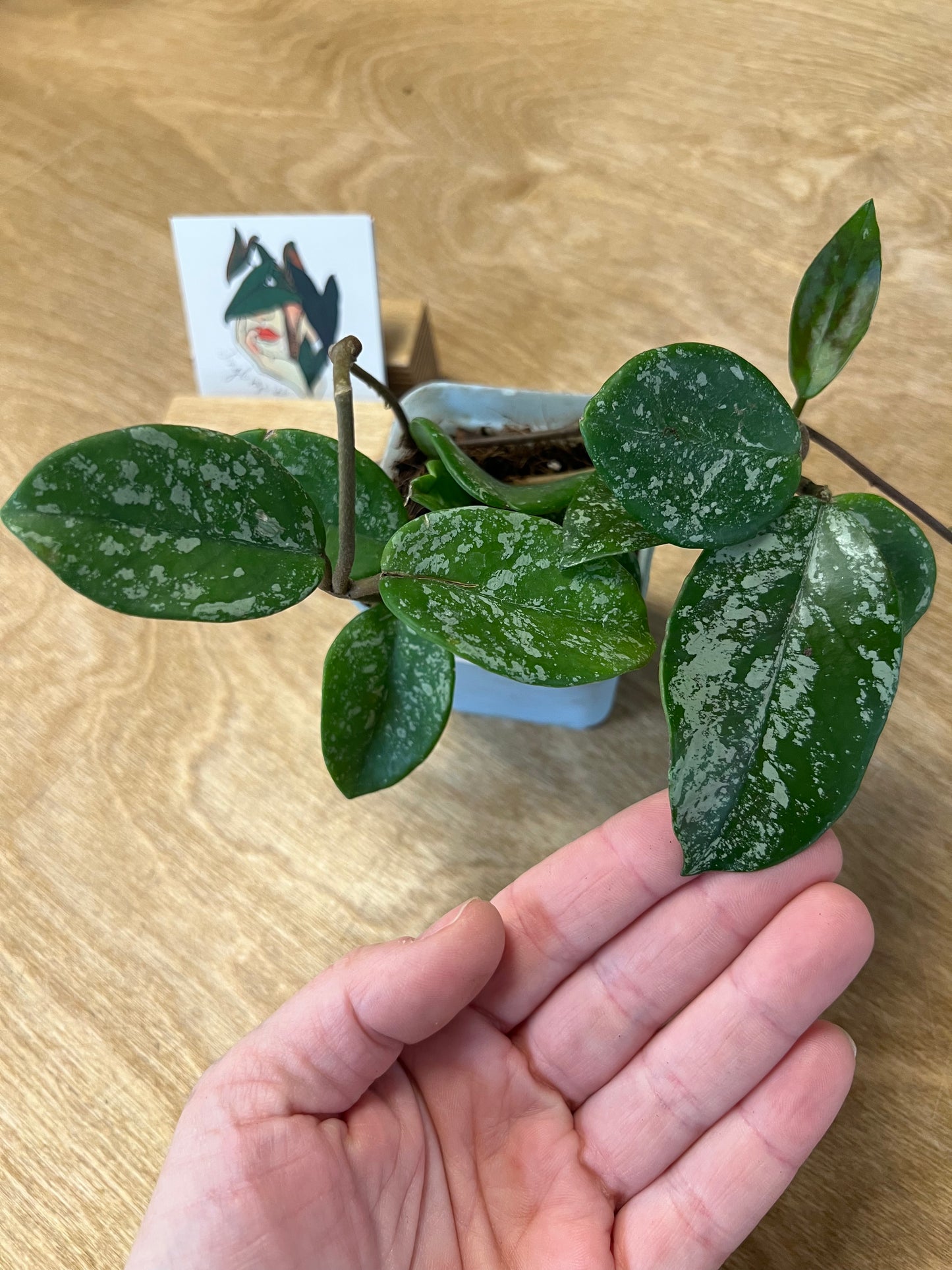 Hoya Carnosa Freckles Splash #1