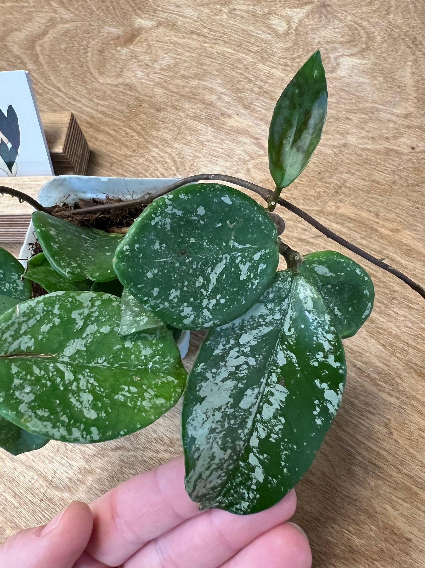 Hoya Carnosa Freckles Splash #1