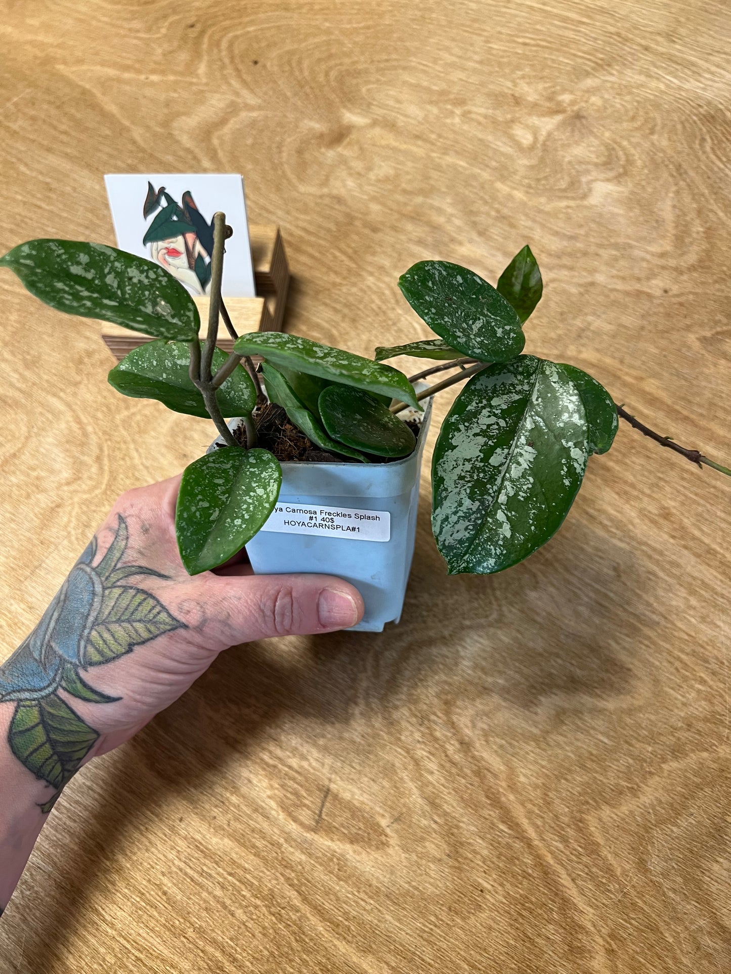 Hoya Carnosa Freckles Splash #1