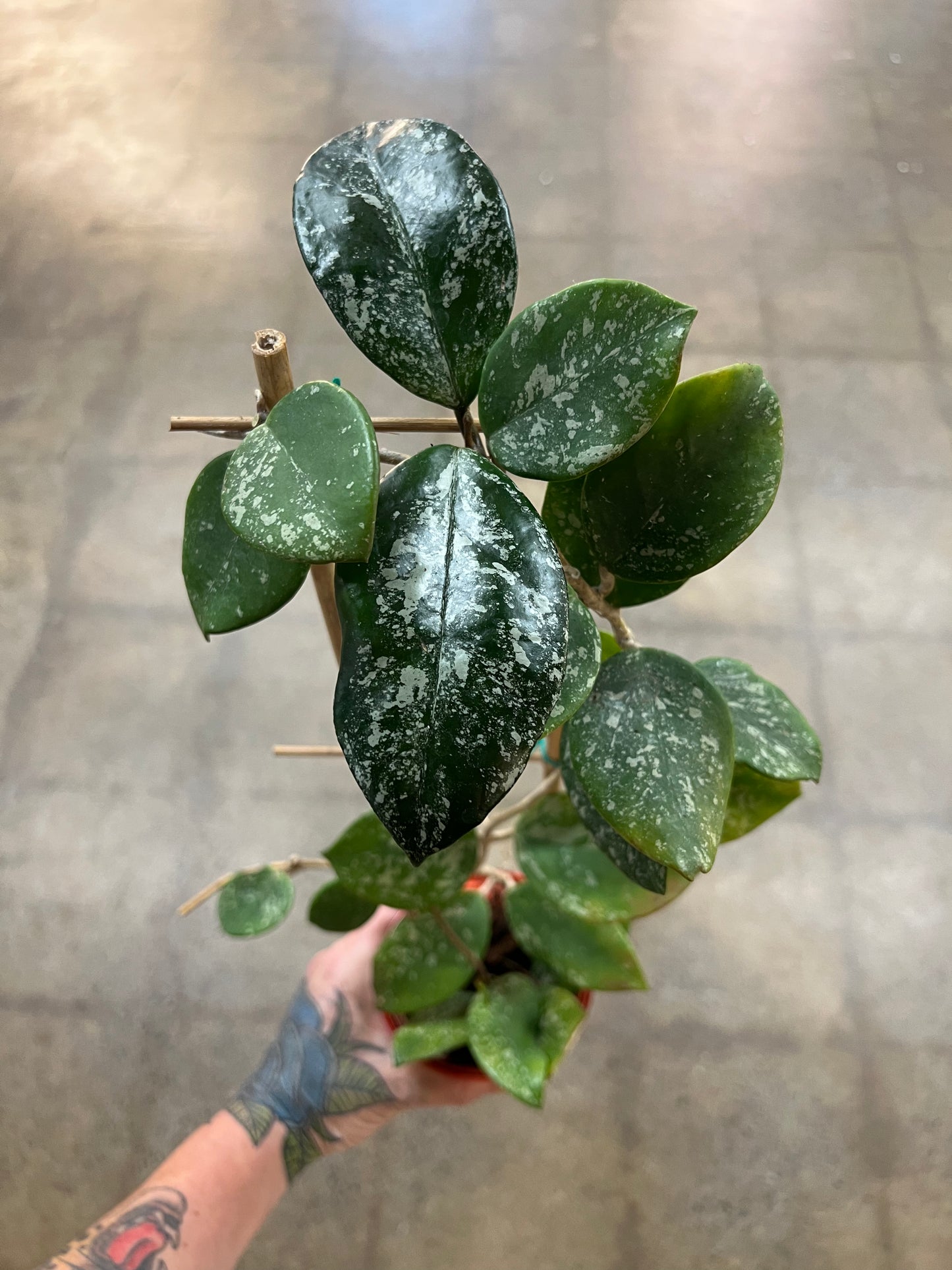 Hoya Carnosa Freckles Splash