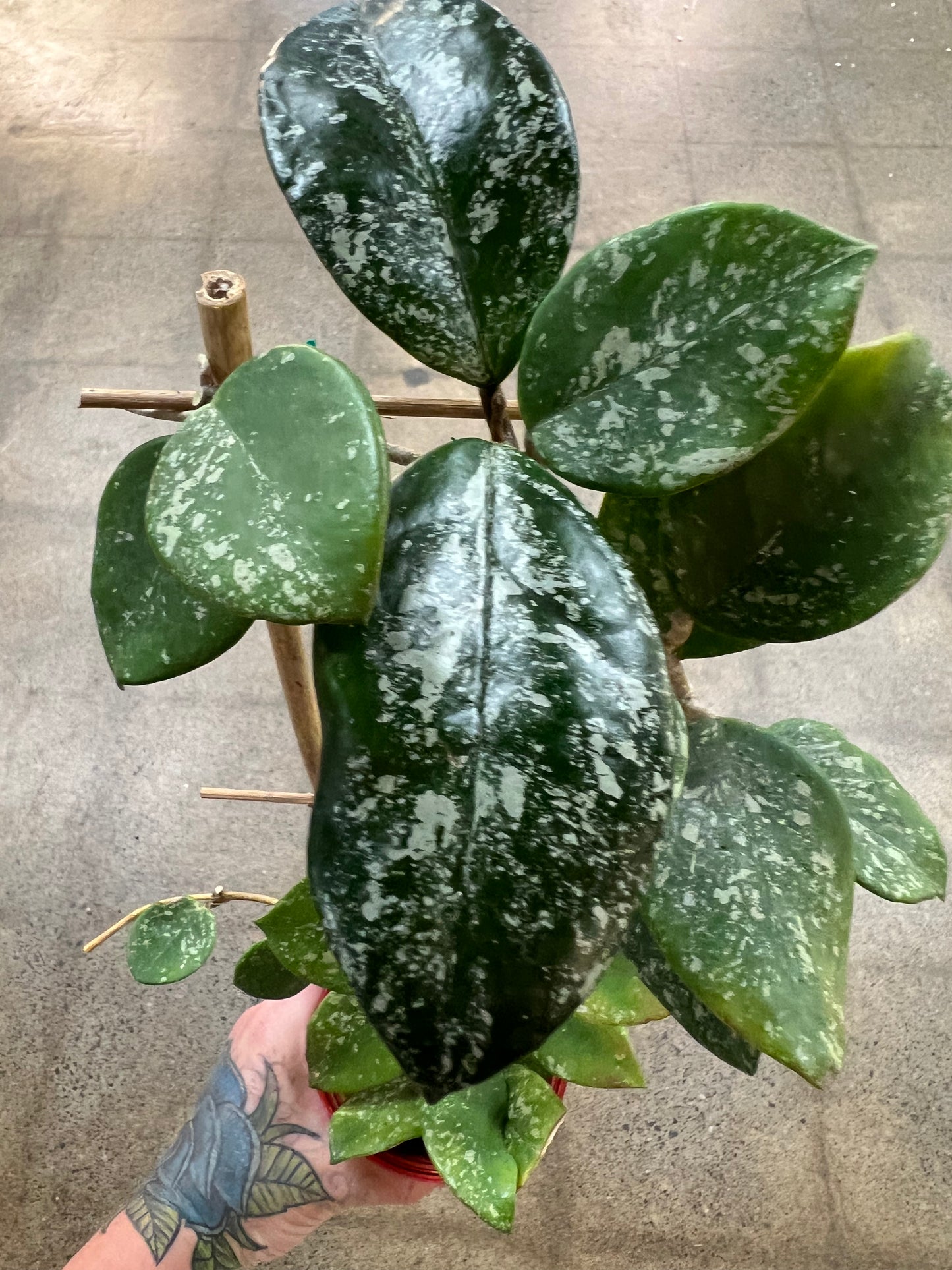 Hoya Carnosa Freckles Splash
