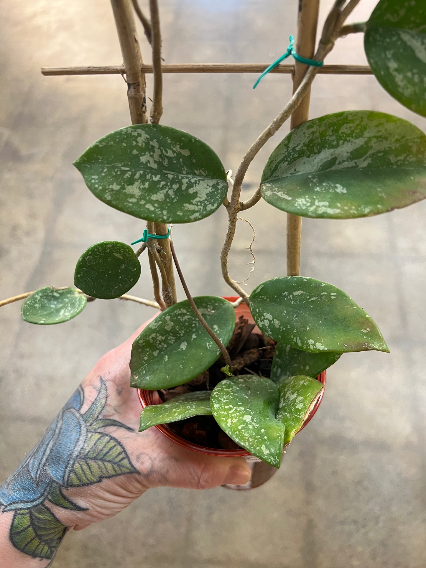 Hoya Carnosa Freckles Splash
