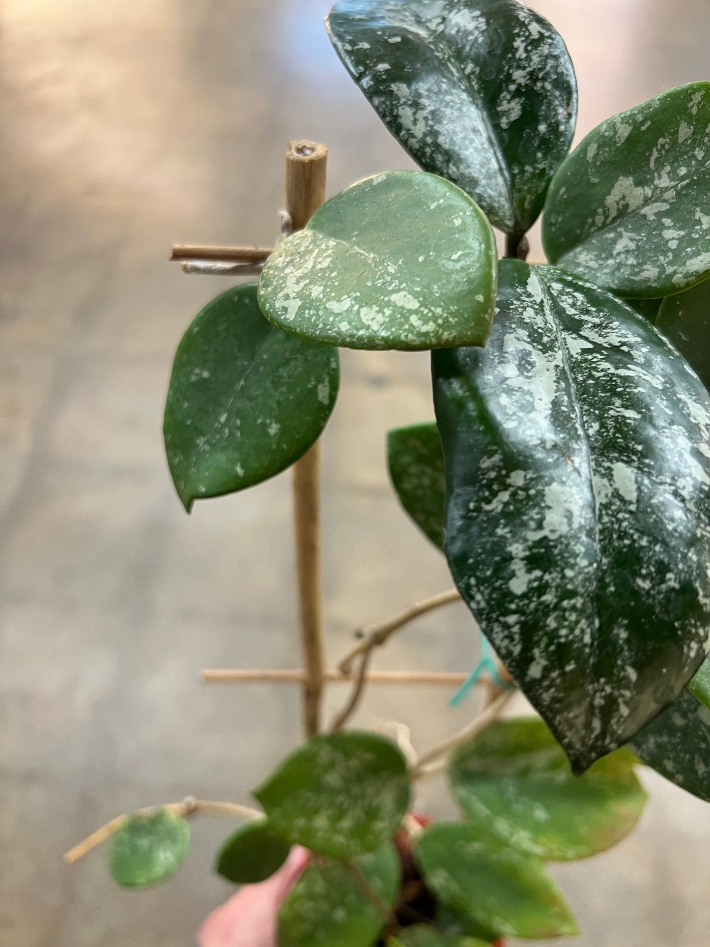 Hoya Carnosa Freckles Splash