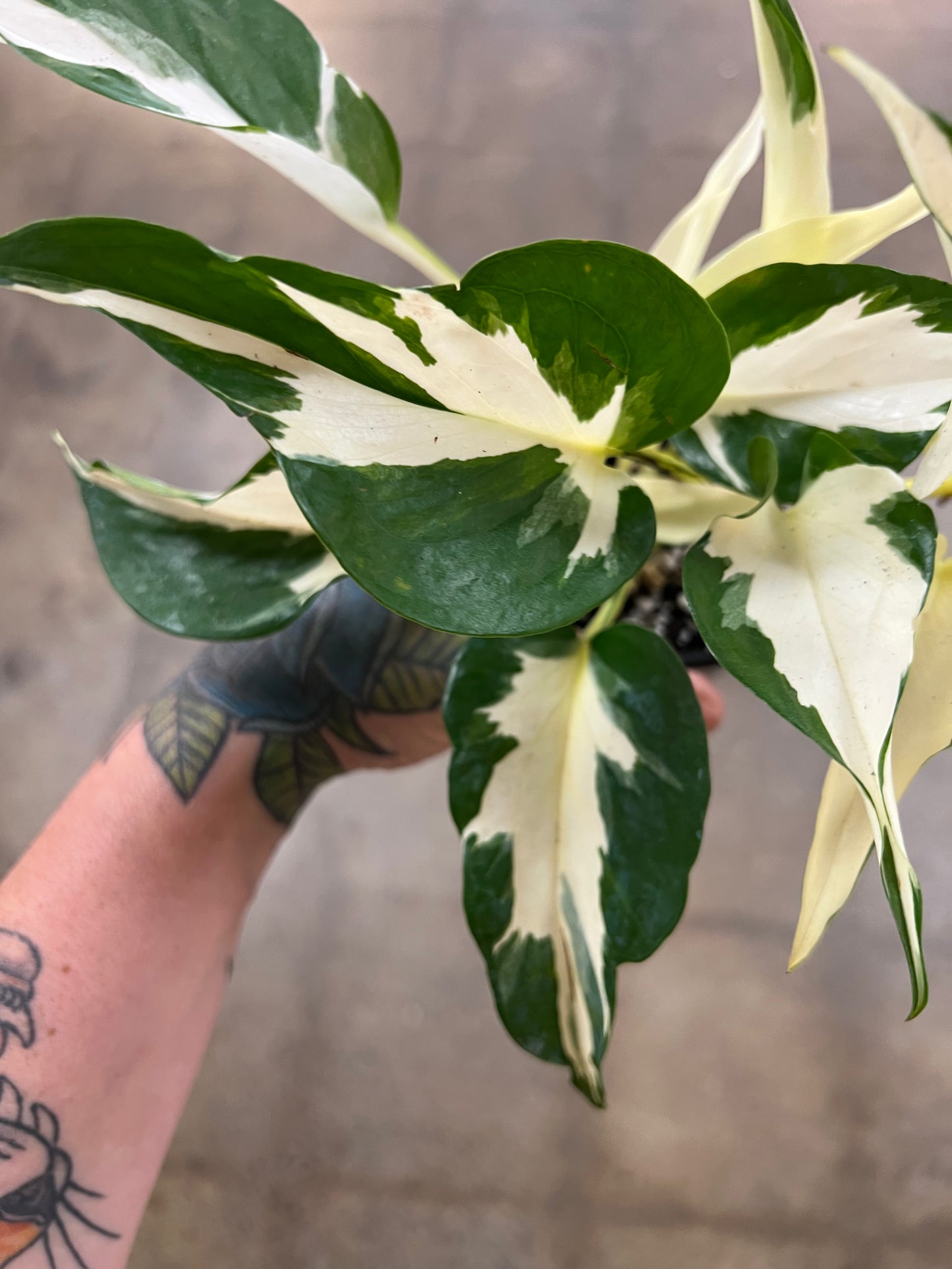 Pothos Manjula Mutant