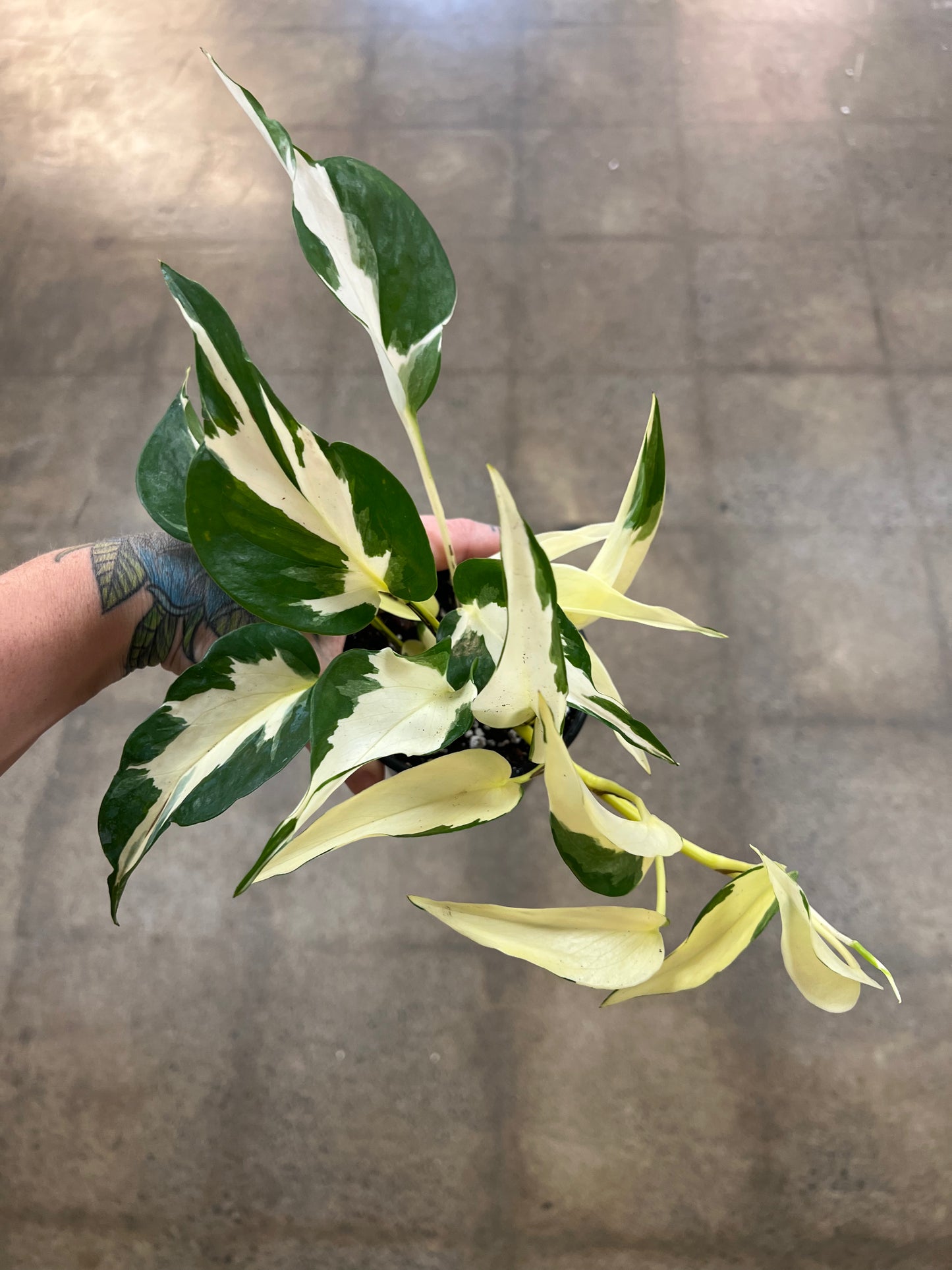 Pothos Manjula Mutant