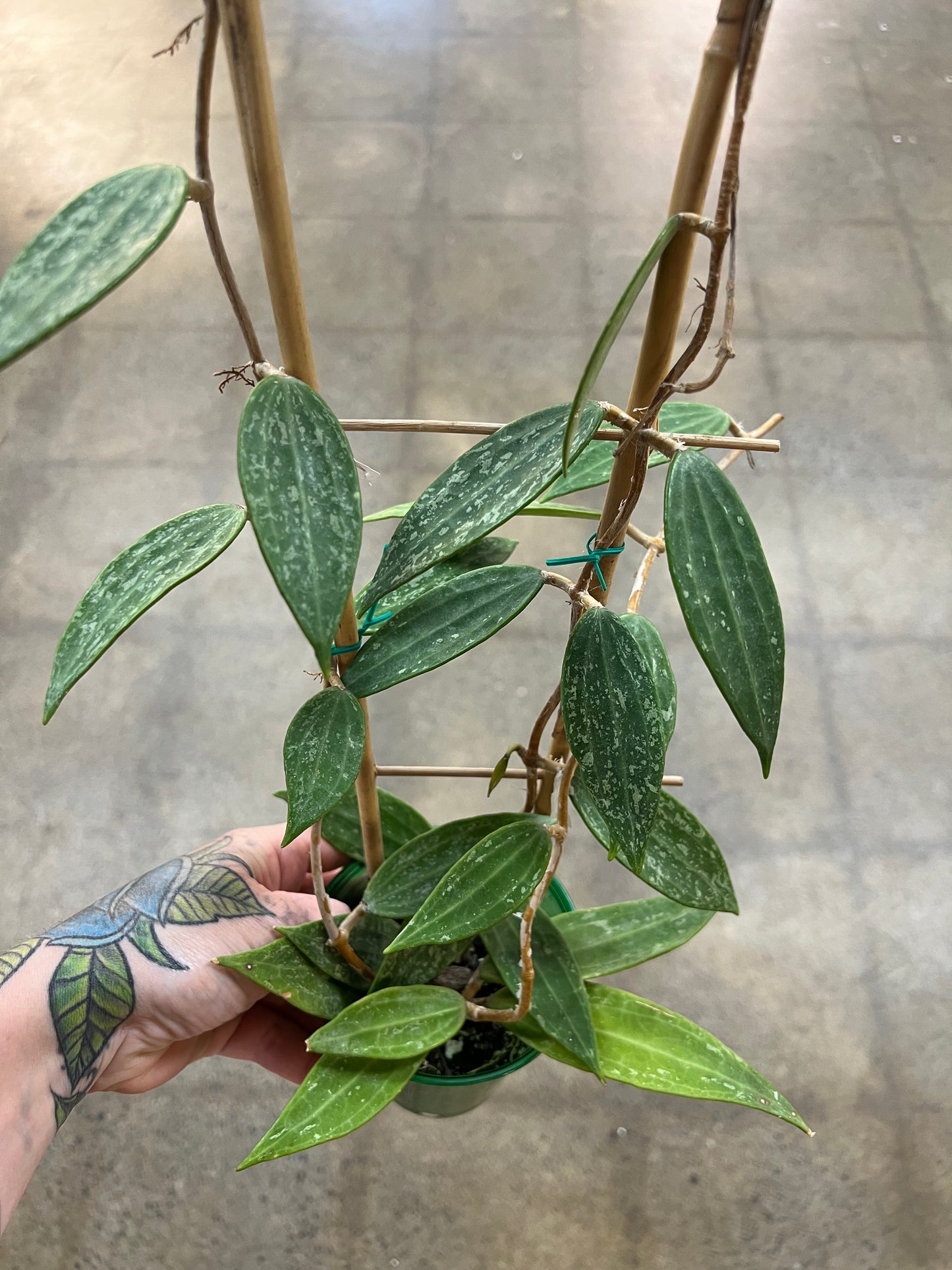 Hoya Rangsan