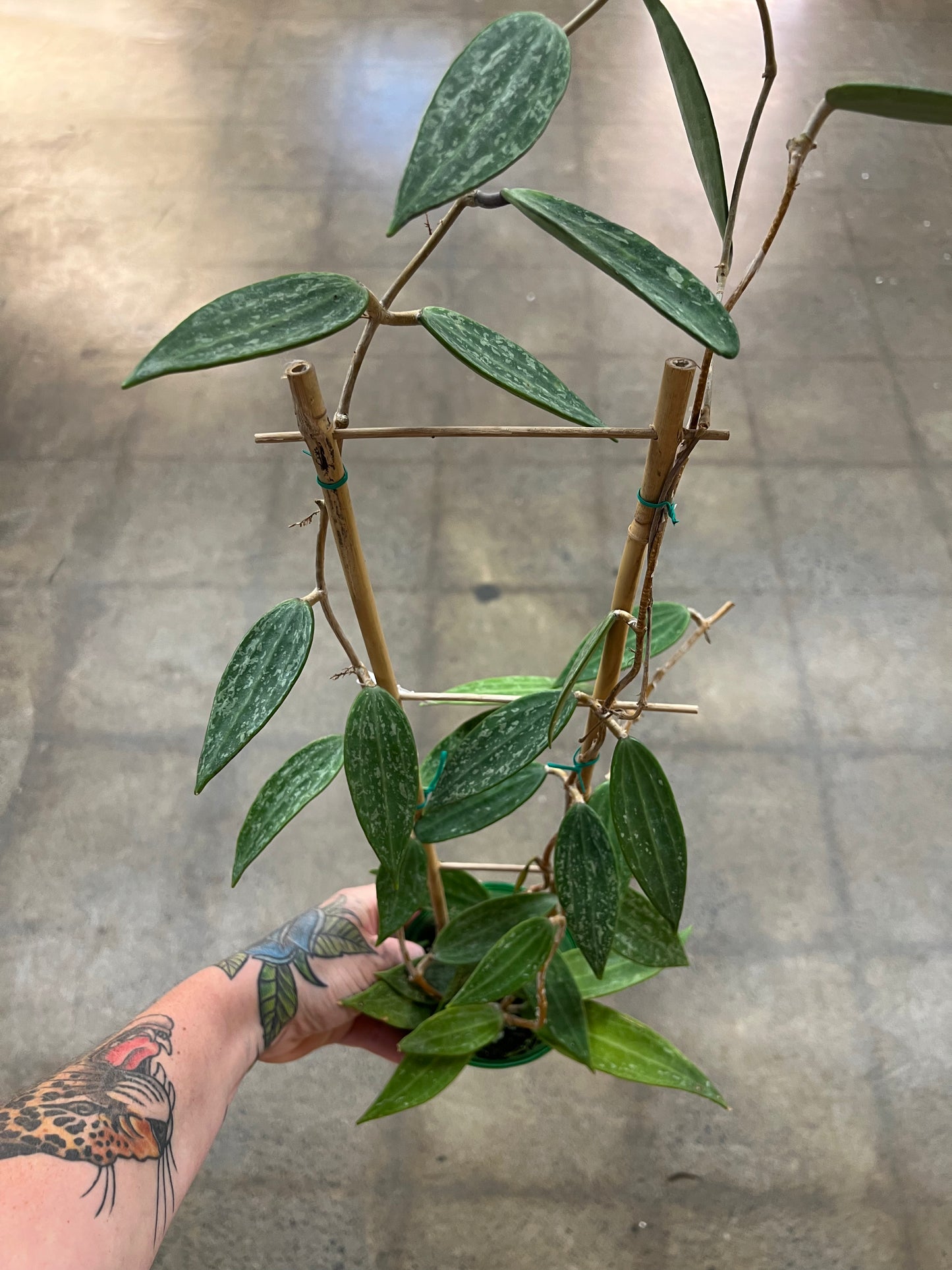 Hoya Rangsan
