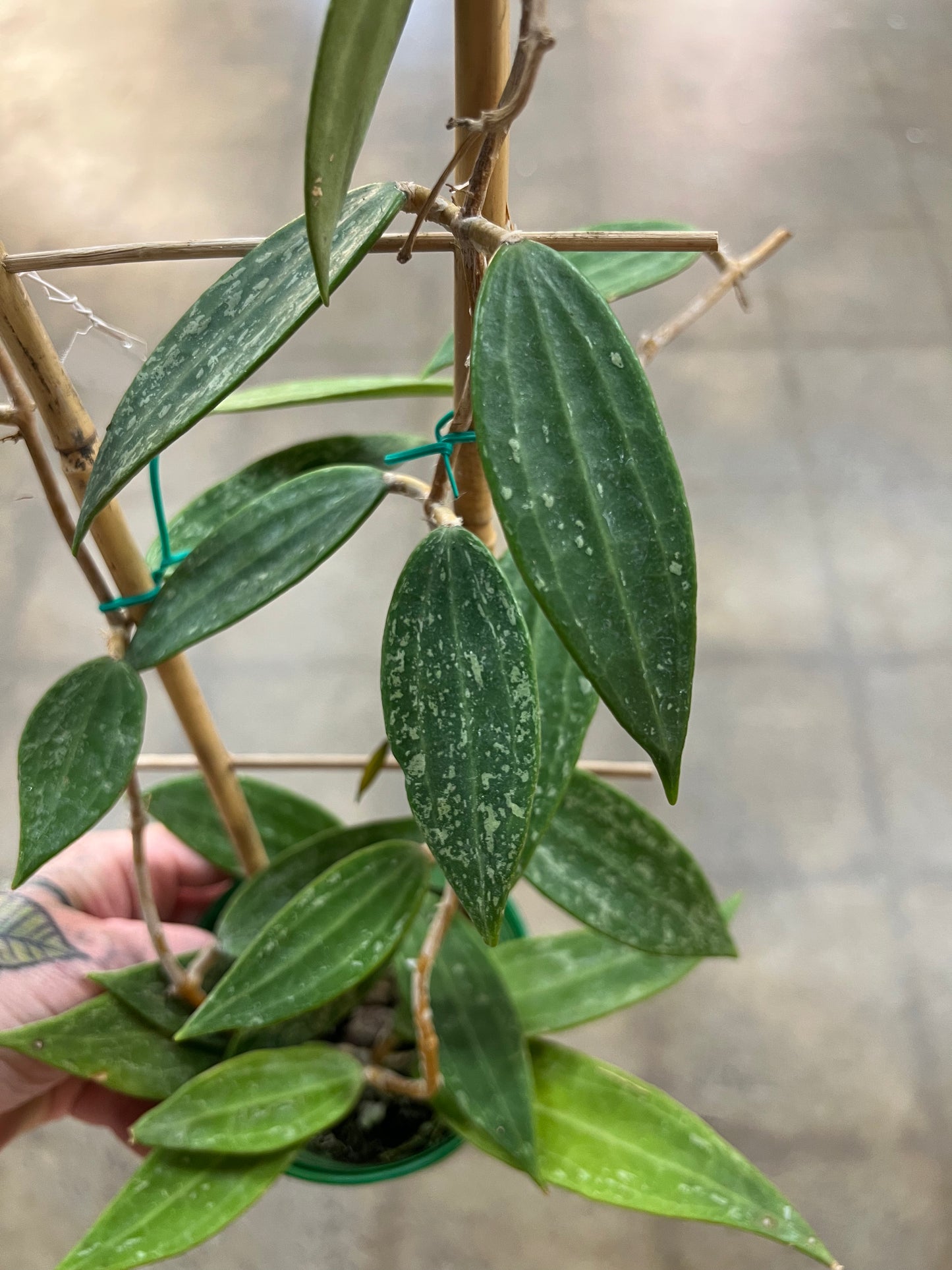 Hoya Rangsan