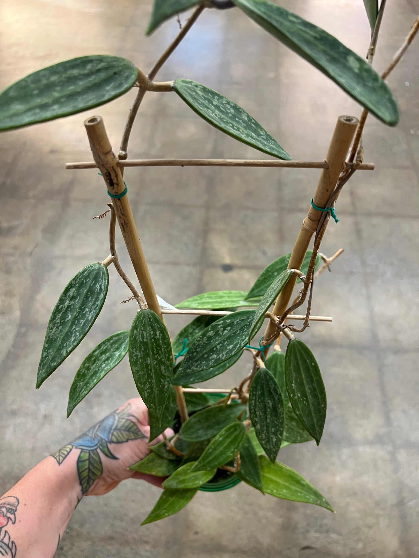 Hoya Rangsan