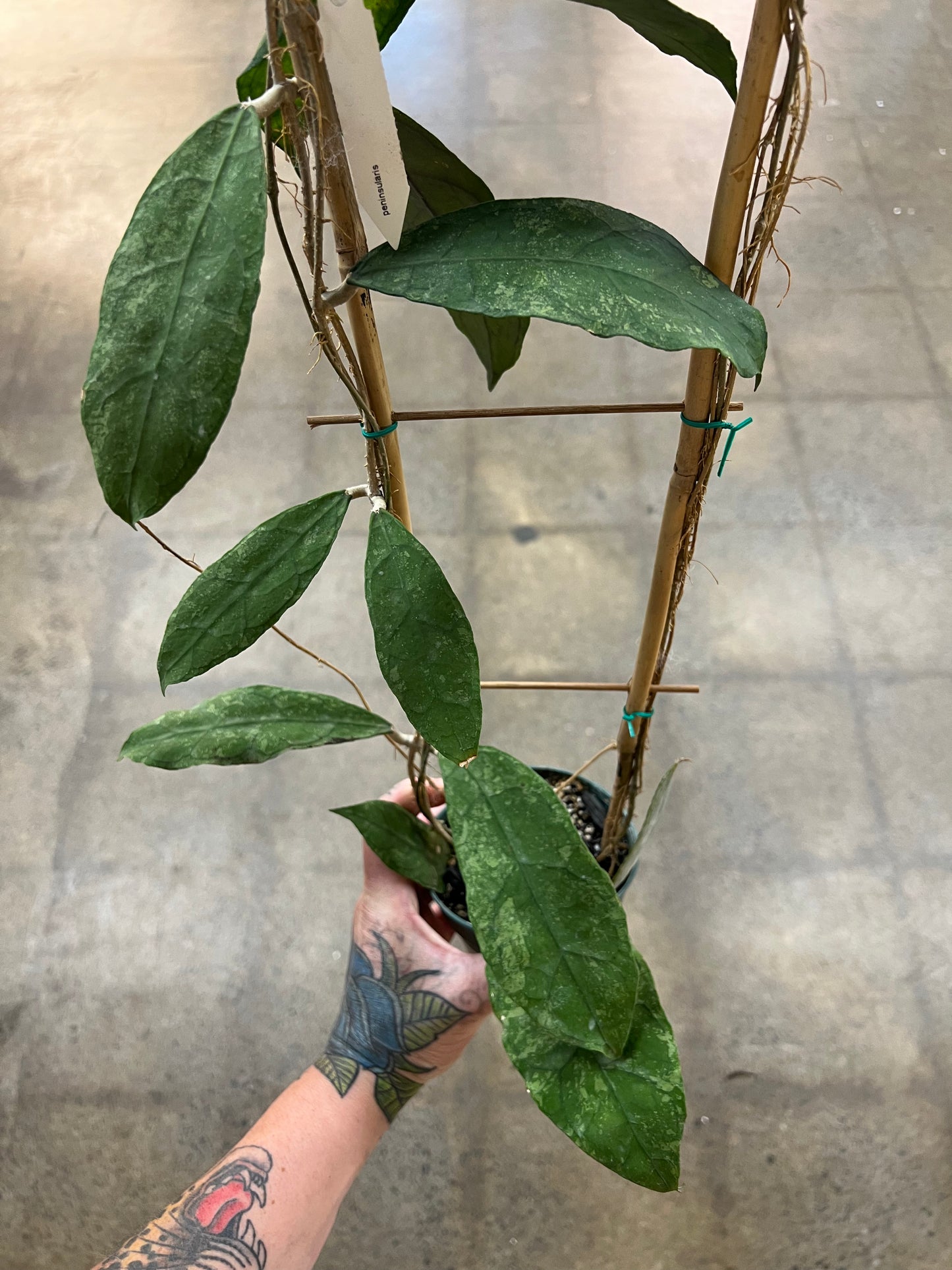 Hoya Peninsularis