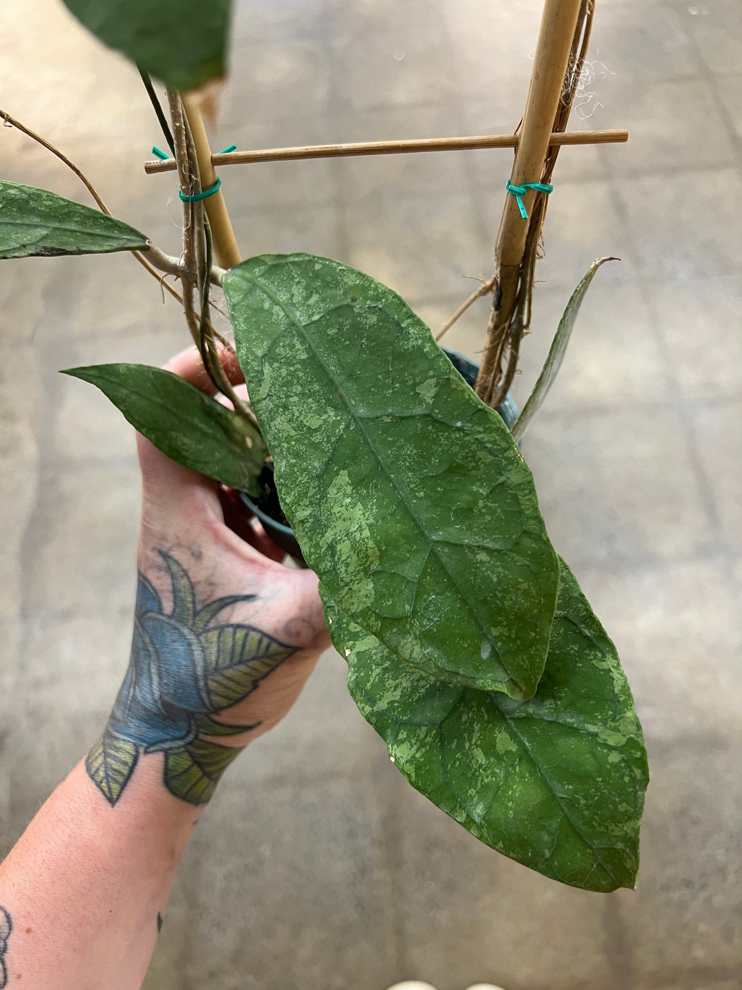 Hoya Peninsularis