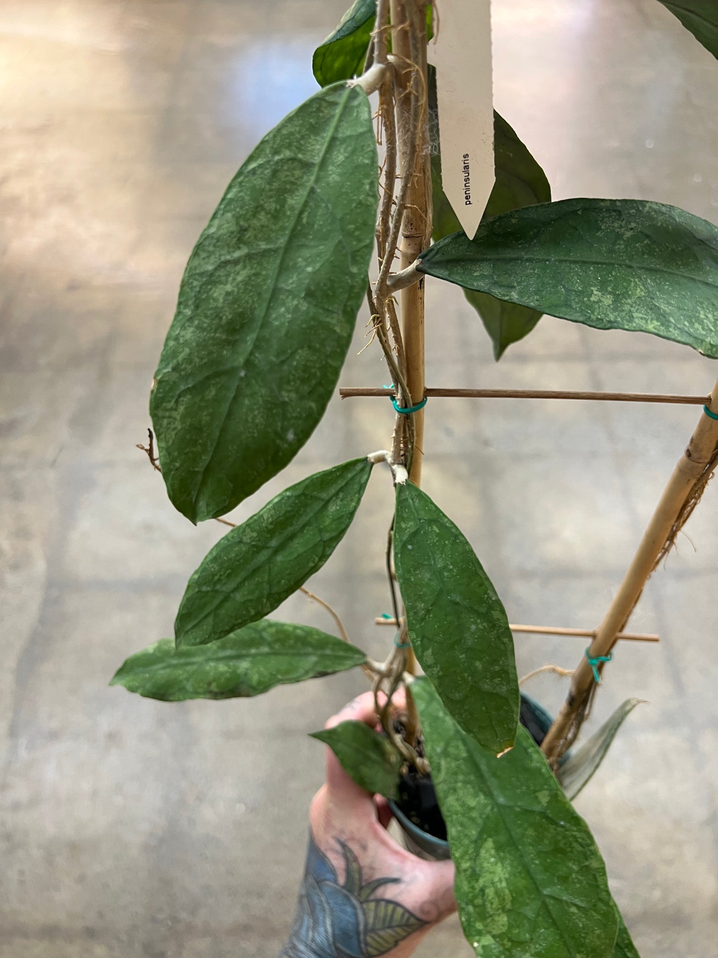 Hoya Peninsularis