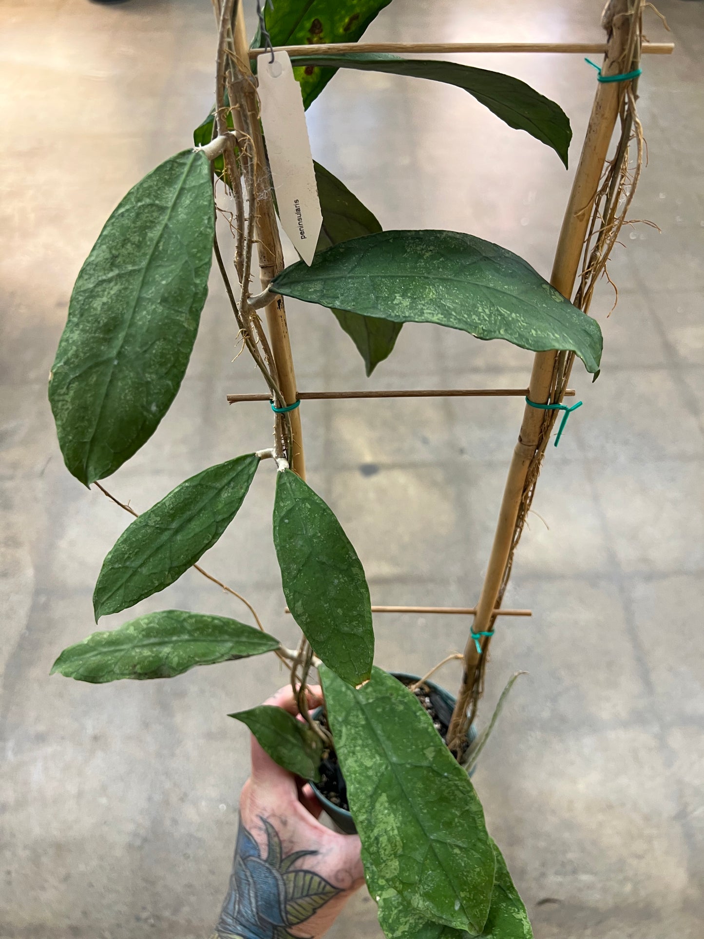 Hoya Peninsularis