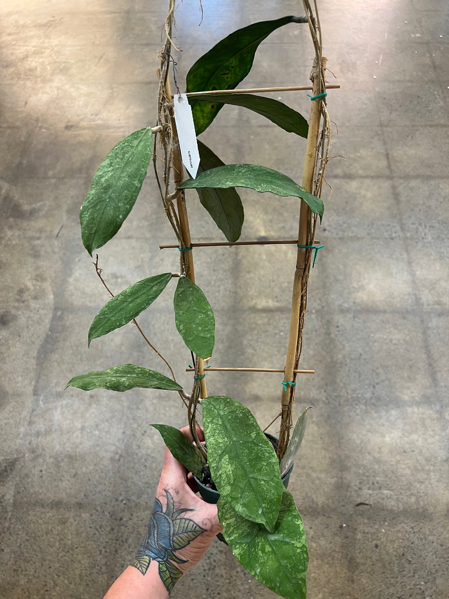 Hoya Peninsularis