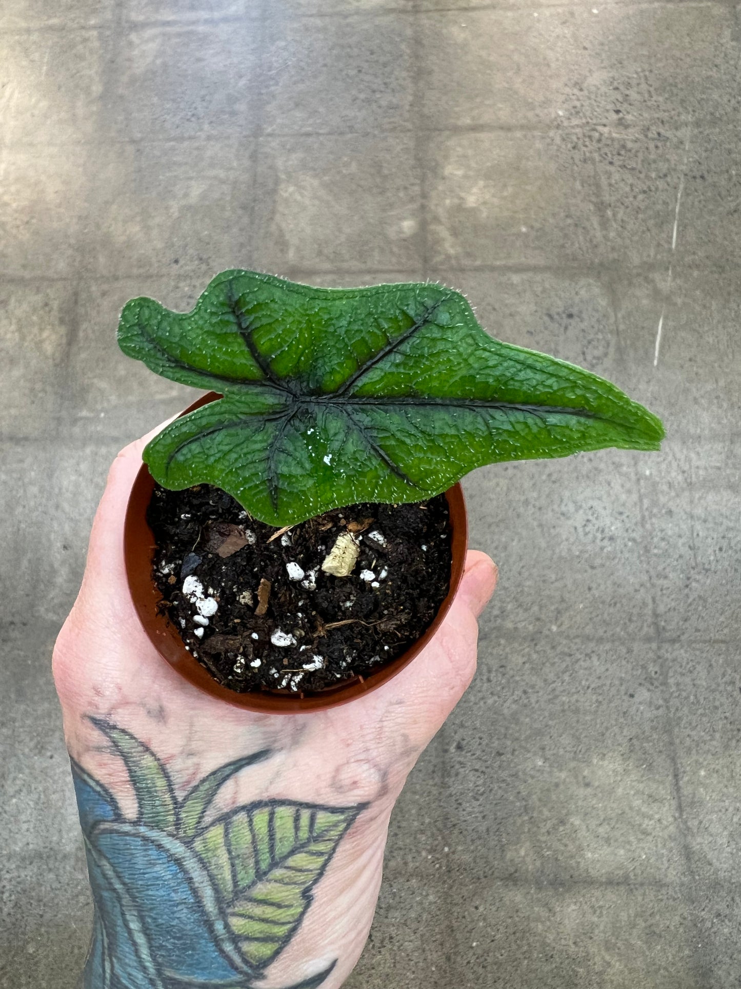 Alocasia Jacklyn