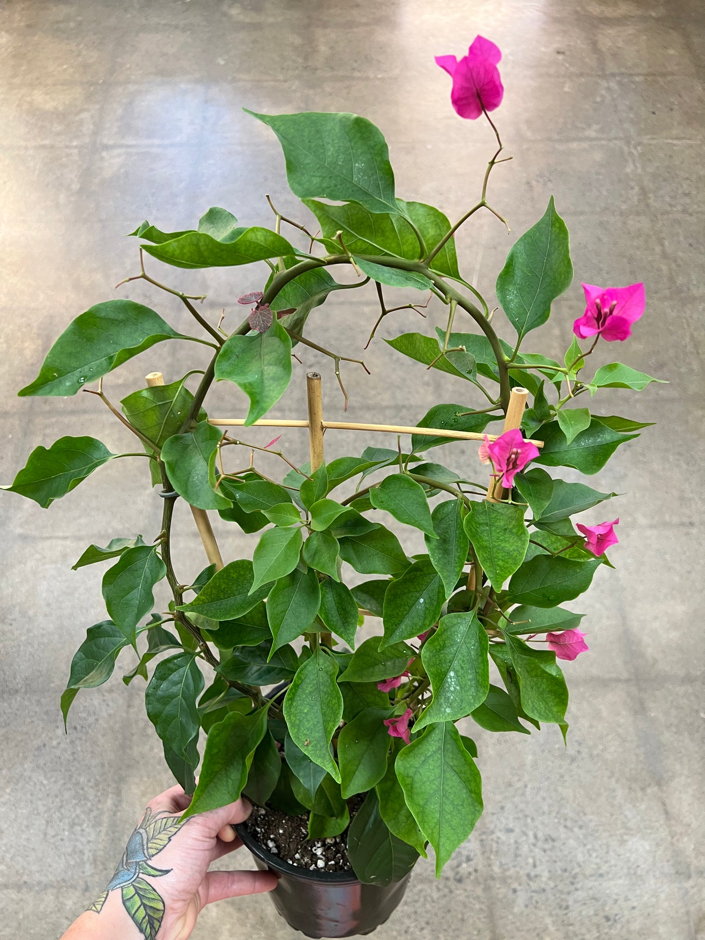 Bougainvillier sur Treillis