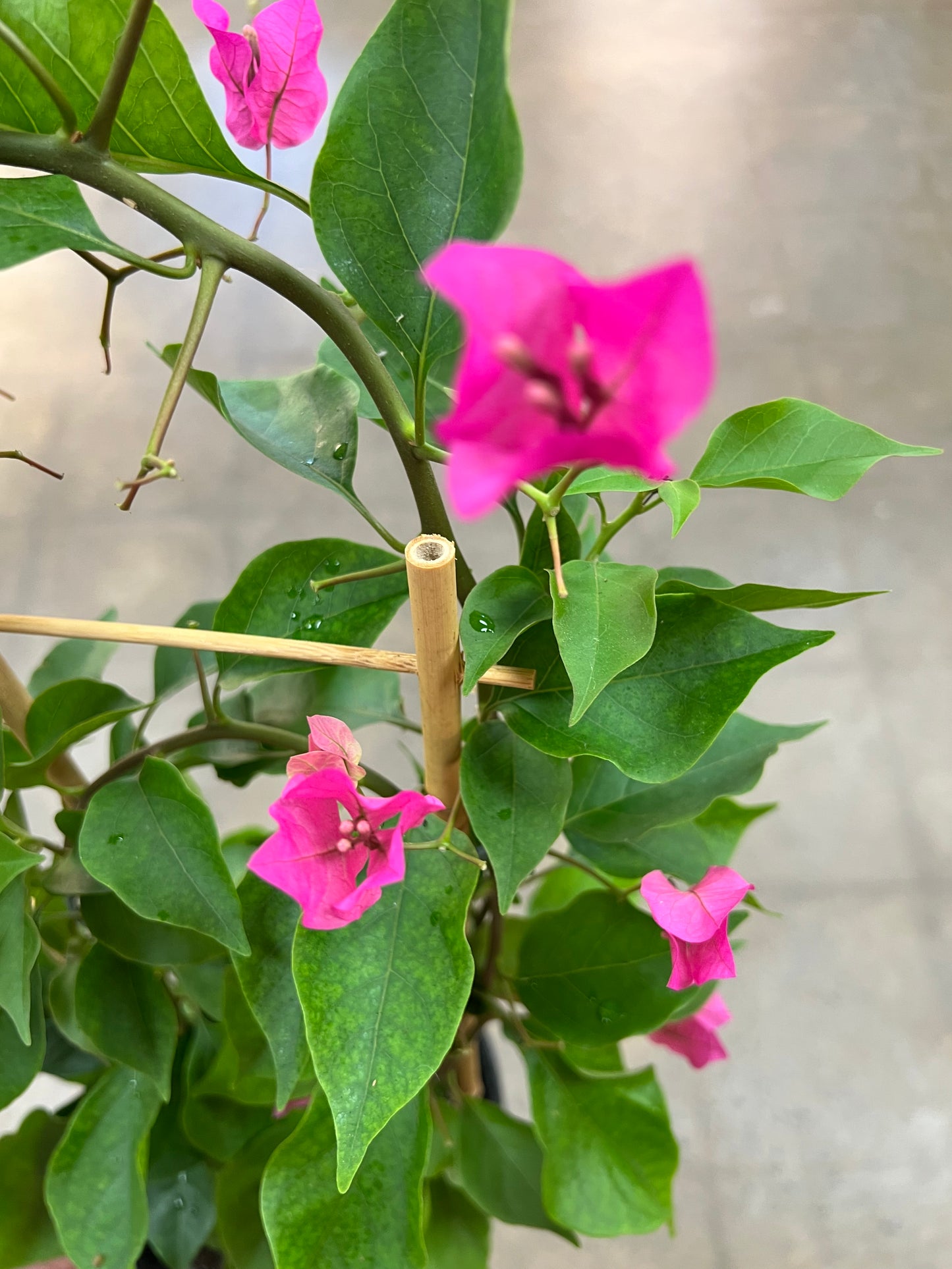 Bougainvillier sur Treillis