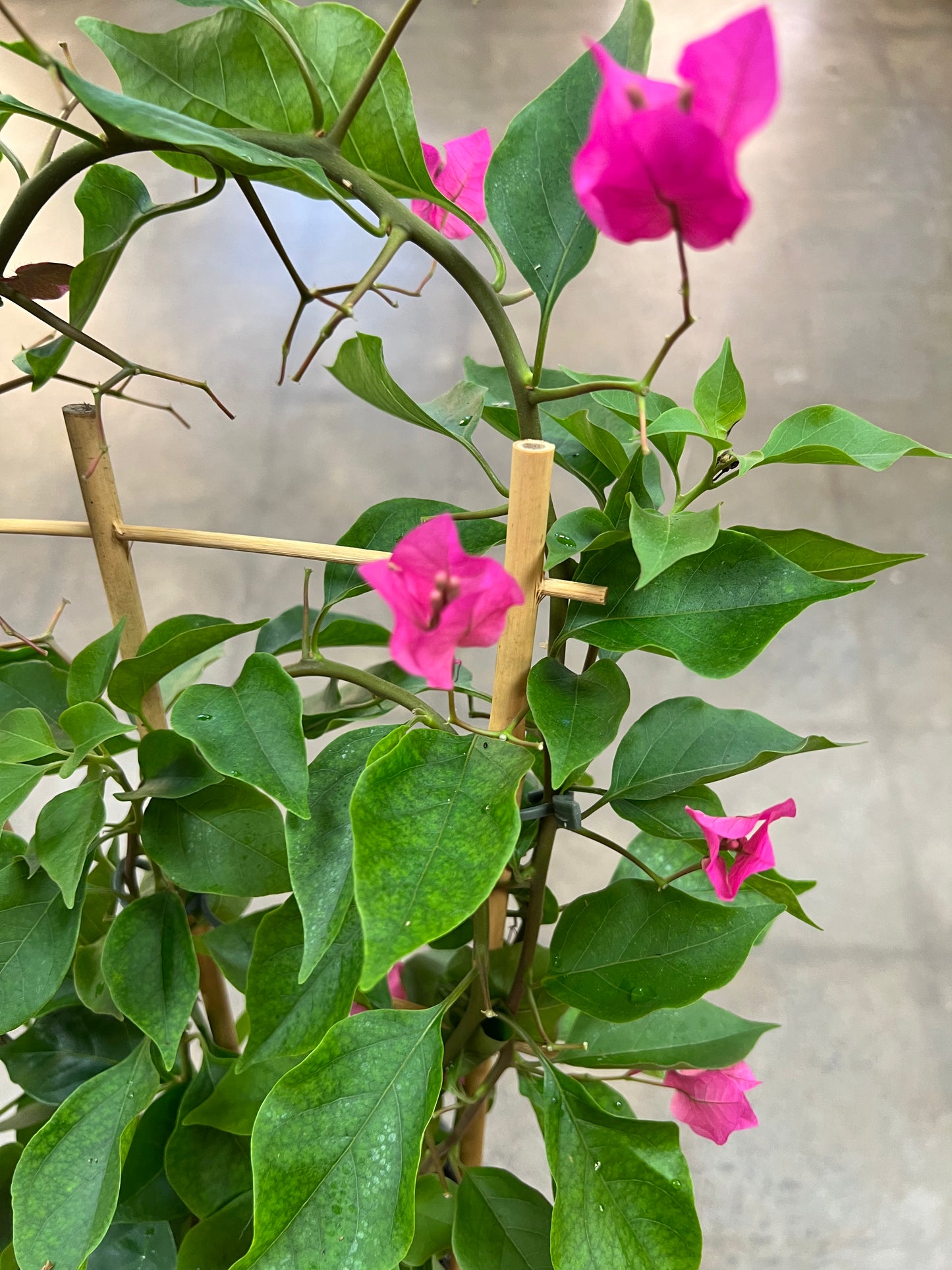 Bougainvillier sur Treillis