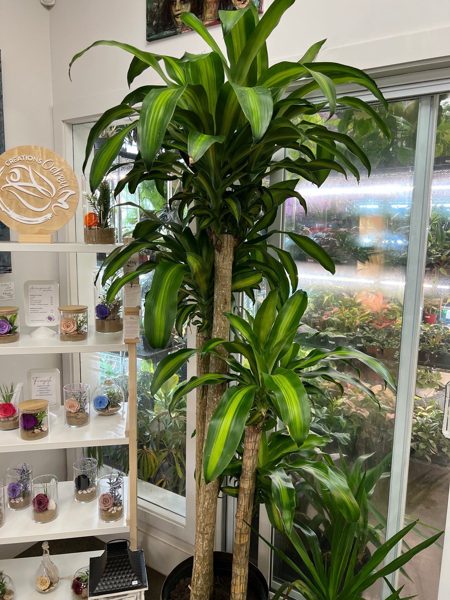 Dracaena Massangeana 5-4-3-2