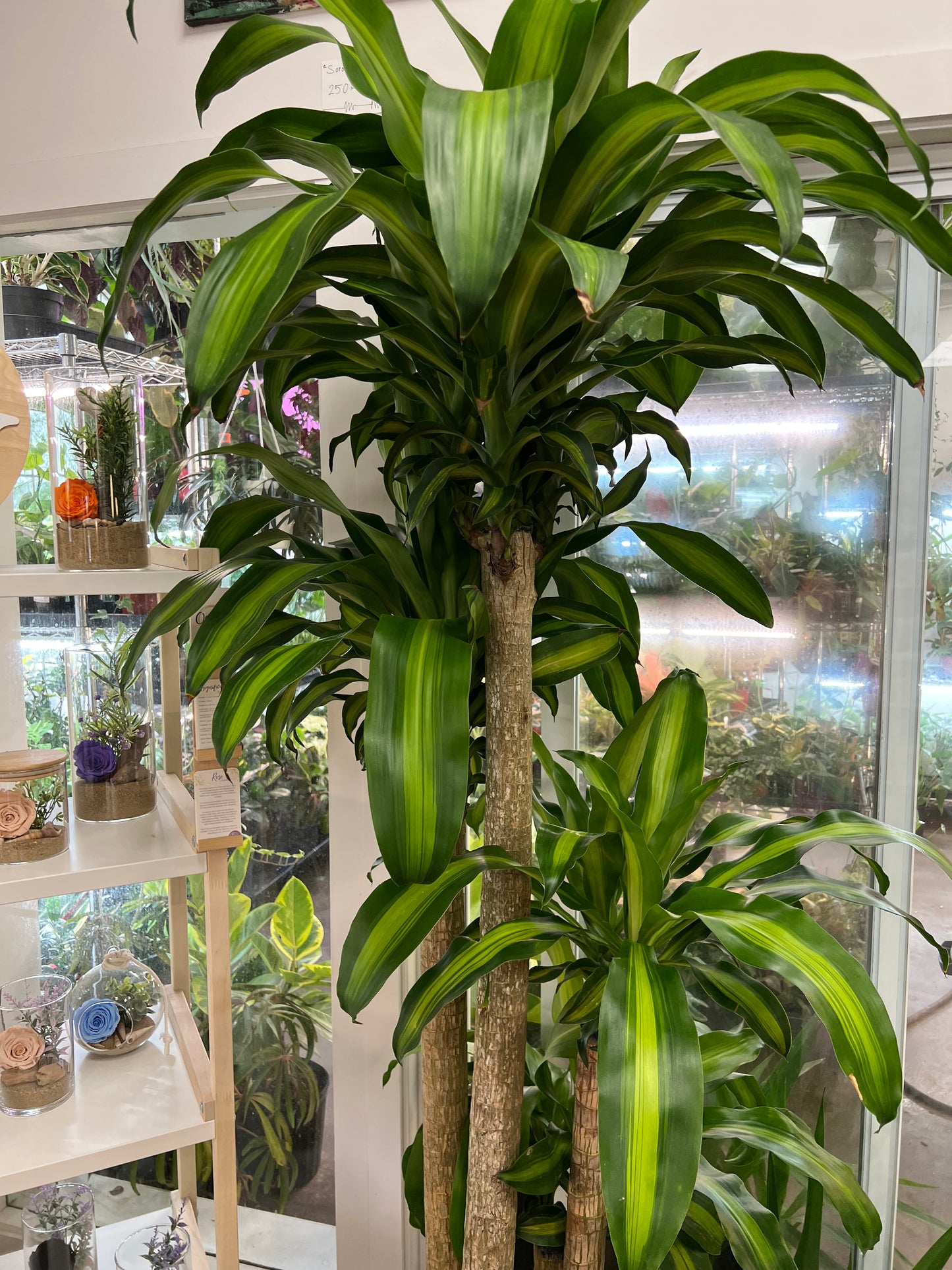 Dracaena Massangeana 5-4-3-2