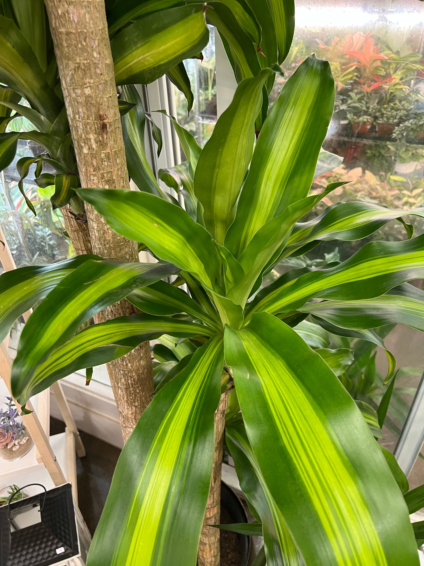 Dracaena Massangeana 5-4-3-2