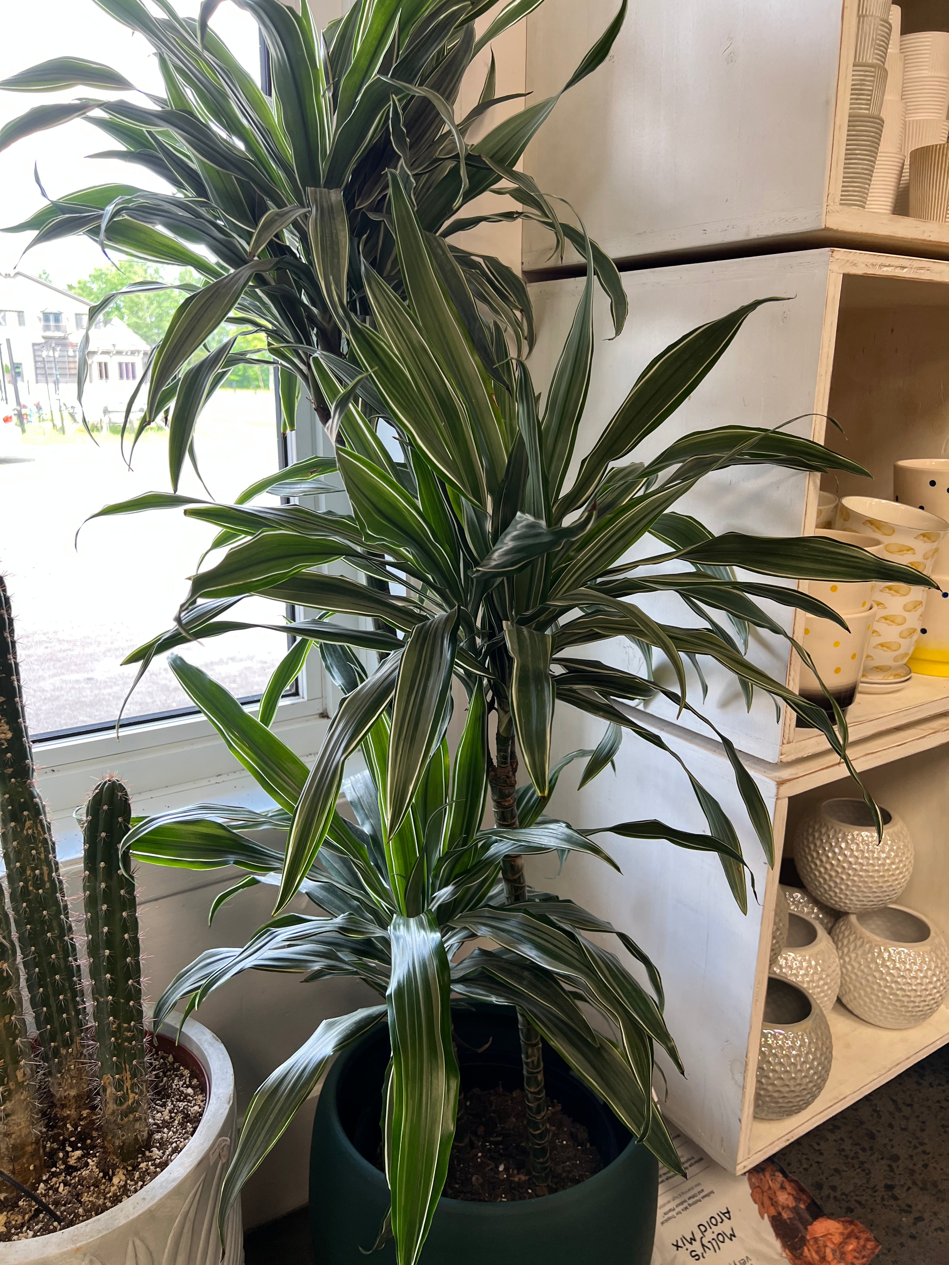 dracaena warneckii ulises Dracaena Warneckii Ulysses 3'2'1 – jungleroseinc