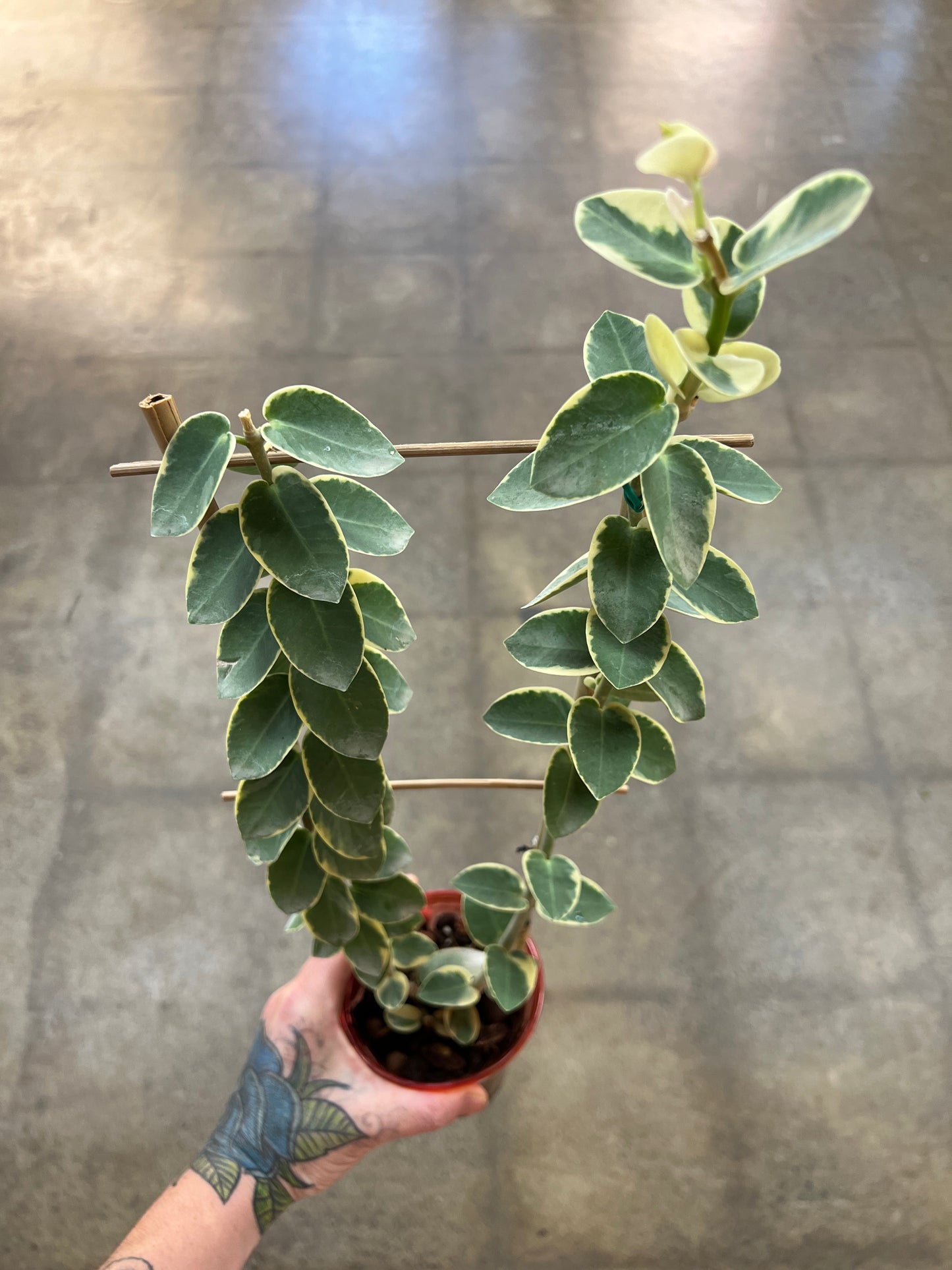 Hoya Cumingiana Albo